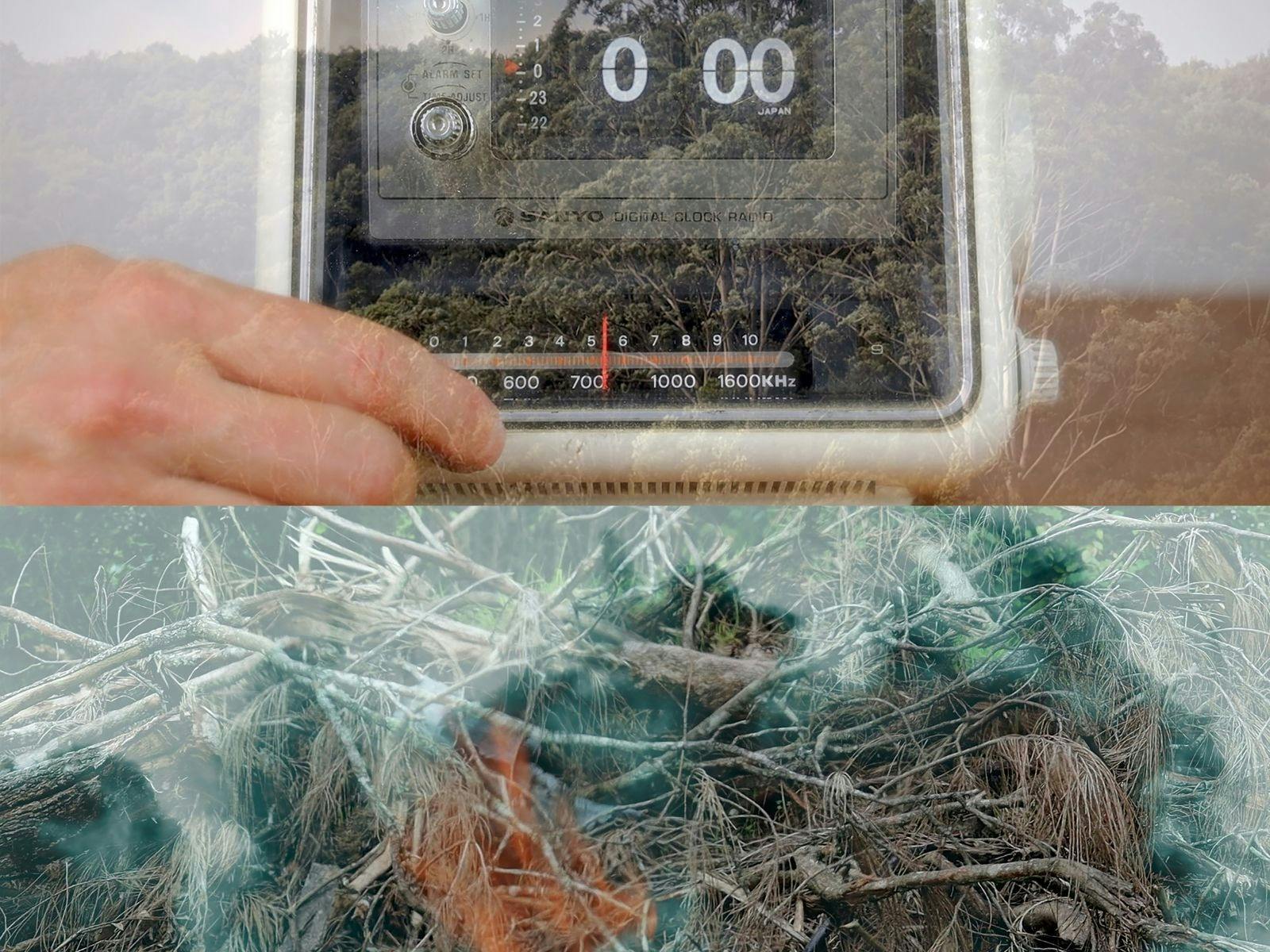 Layered images of she-oak forest, bush, fire, and a hand adjusting a digital clock radio
