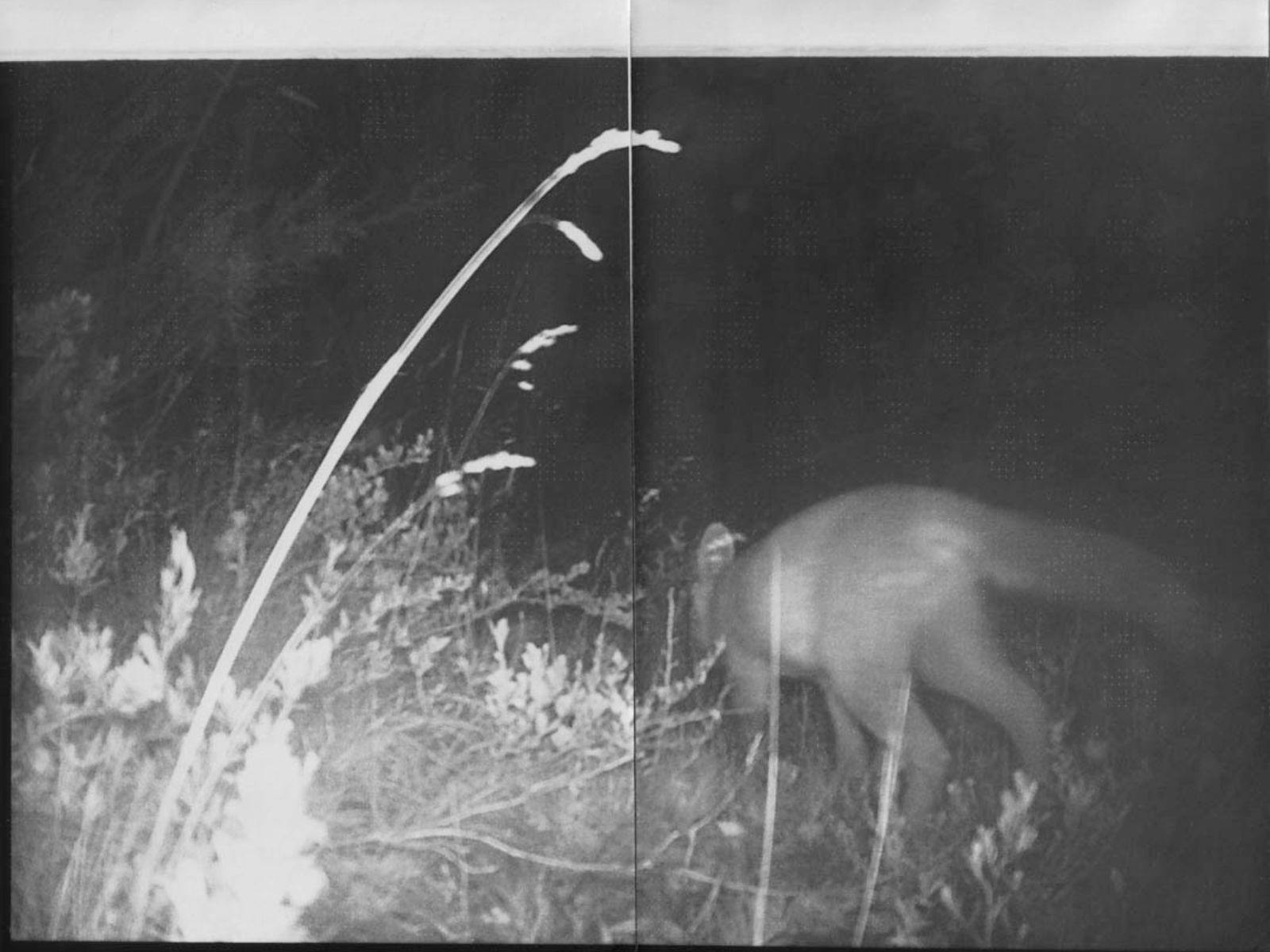 A black and white darkroom print of a fox cub hopping through long grass.