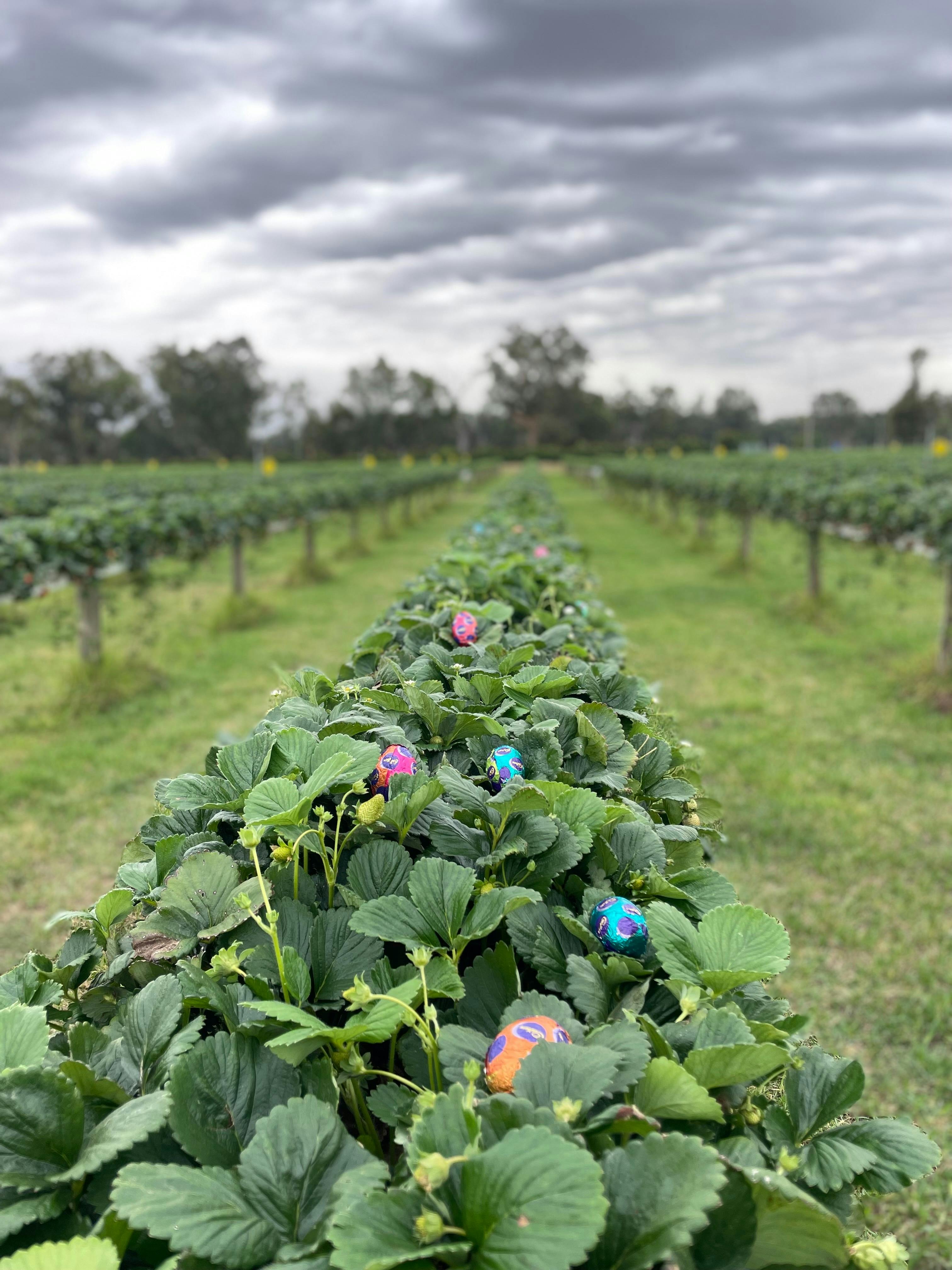 Bidgee Strawberries and Cream - Good Friday Easter Egg Hunt