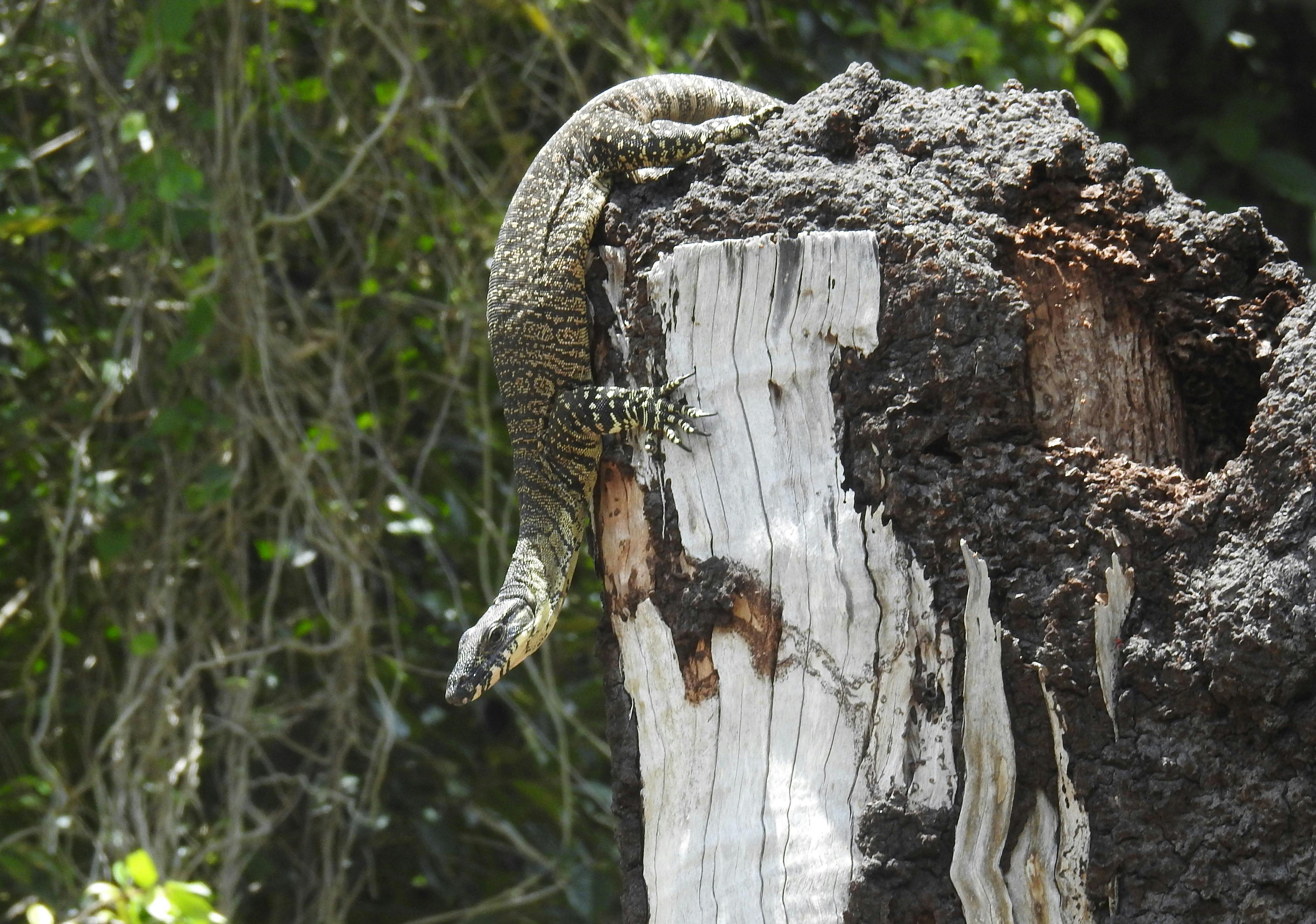 Goanna onAraucaria home property