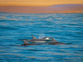 Bottlenose Dolphins early morning Wallagoot Beach