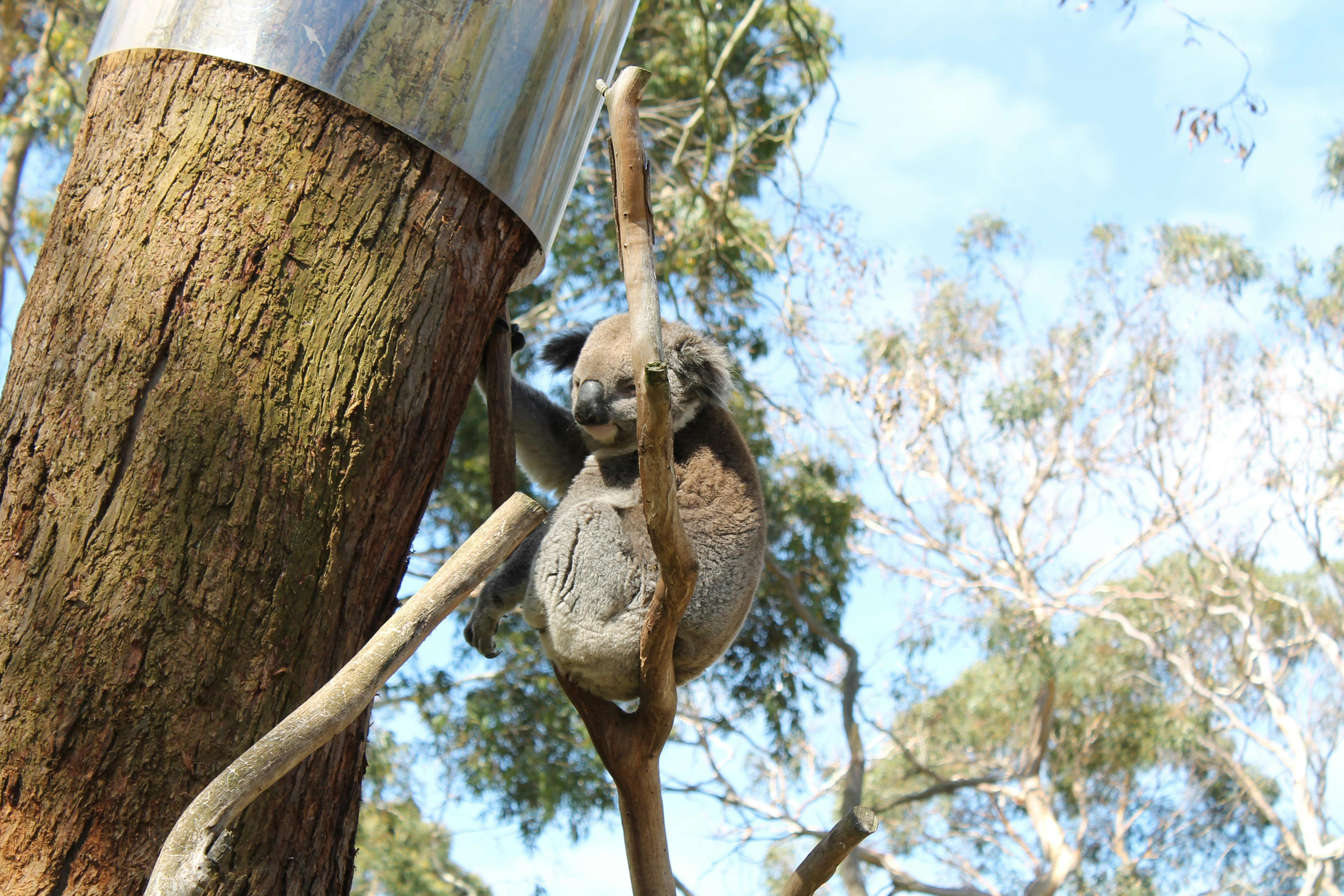 Koala Conservation Centre