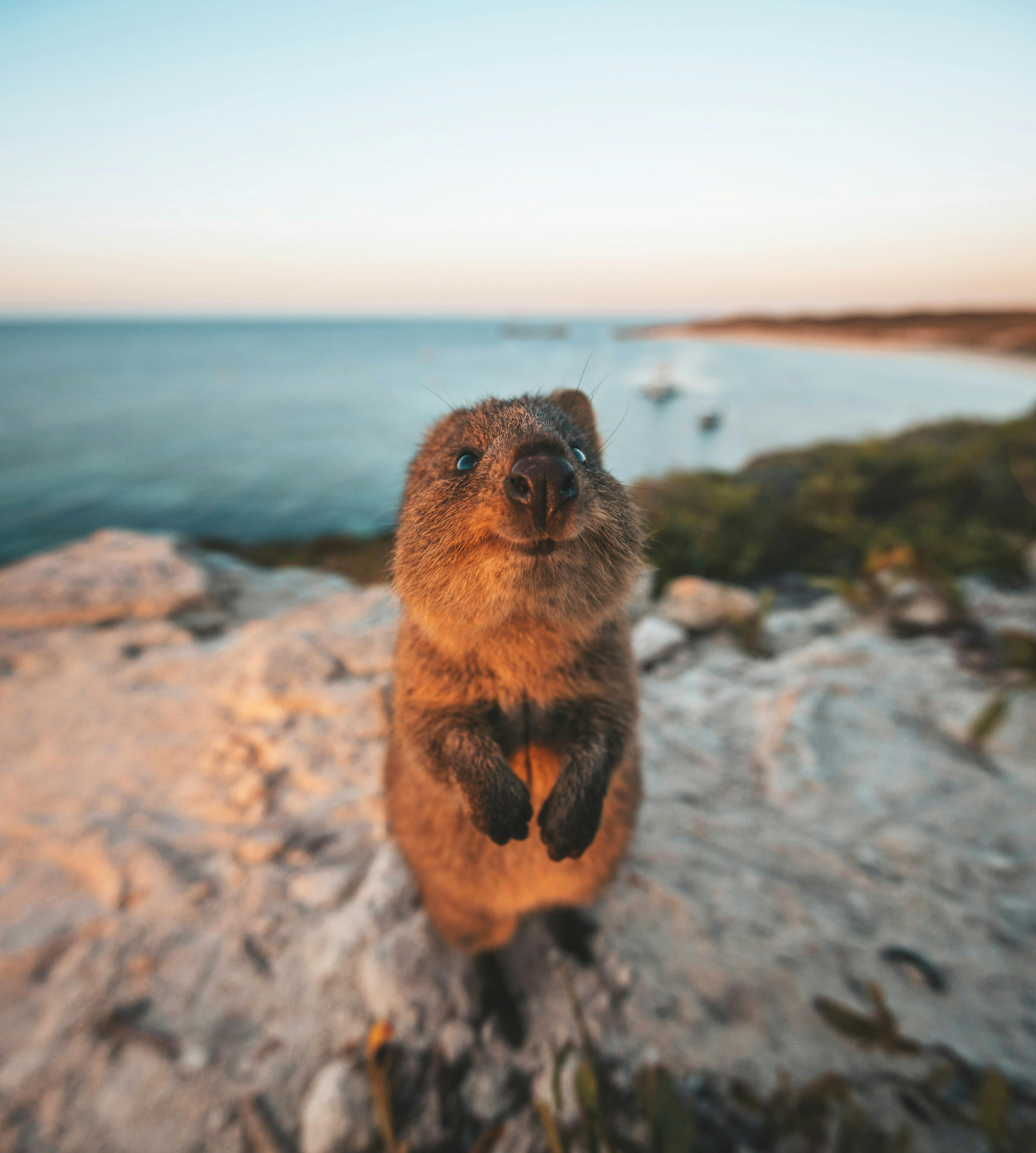 Quokka Rottnest Island