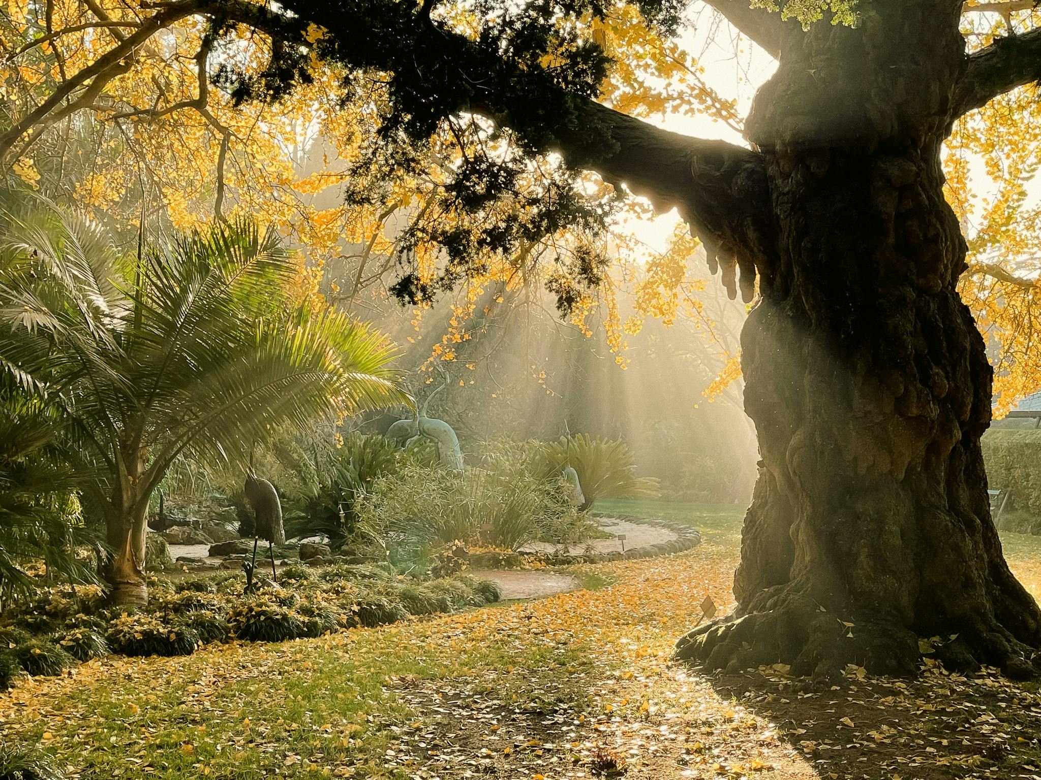 Friends of Geelong Botanic Gardens