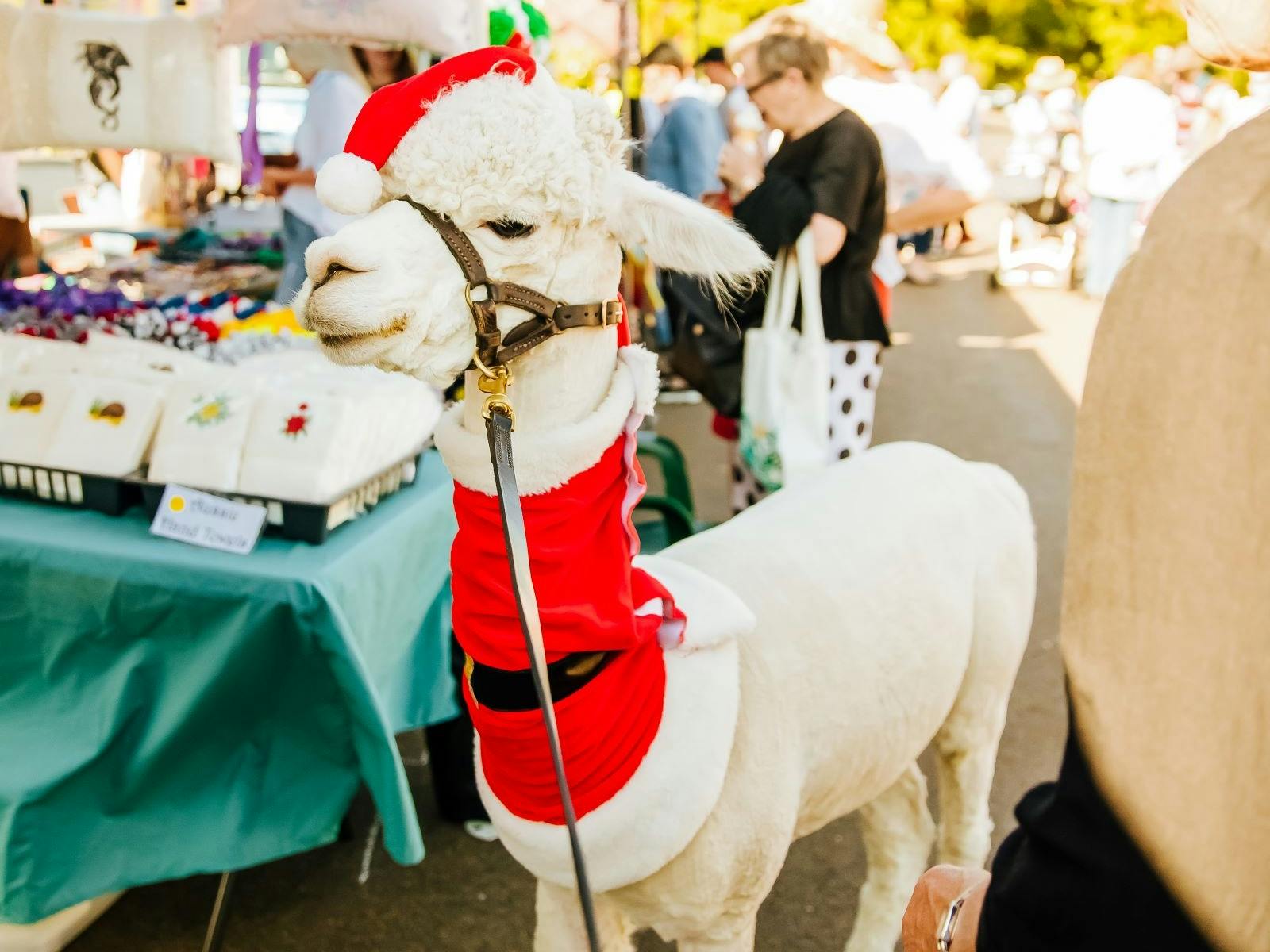 Heffner the Alpacca