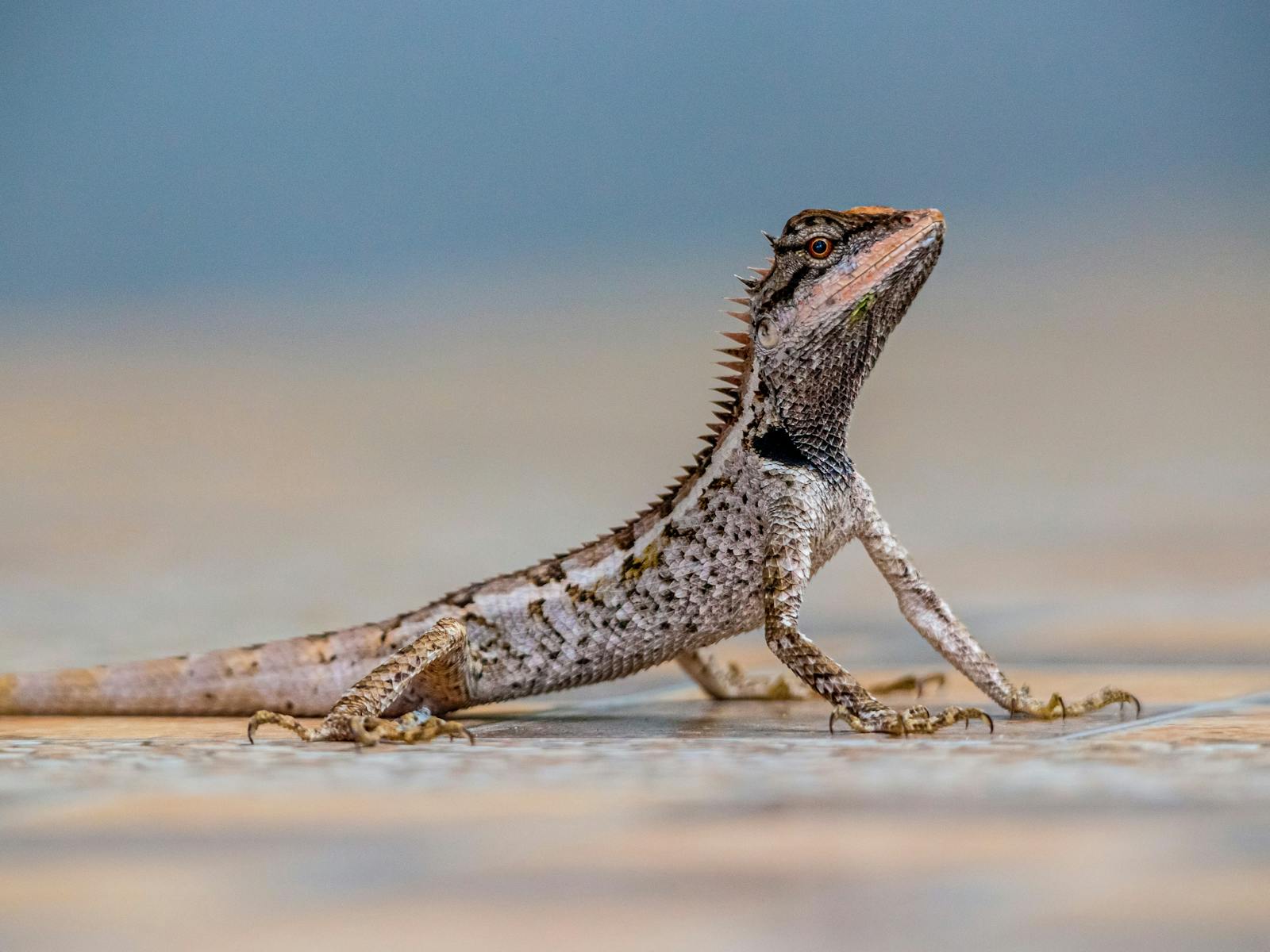 Image for Kids Reptile Show at Wests League Club