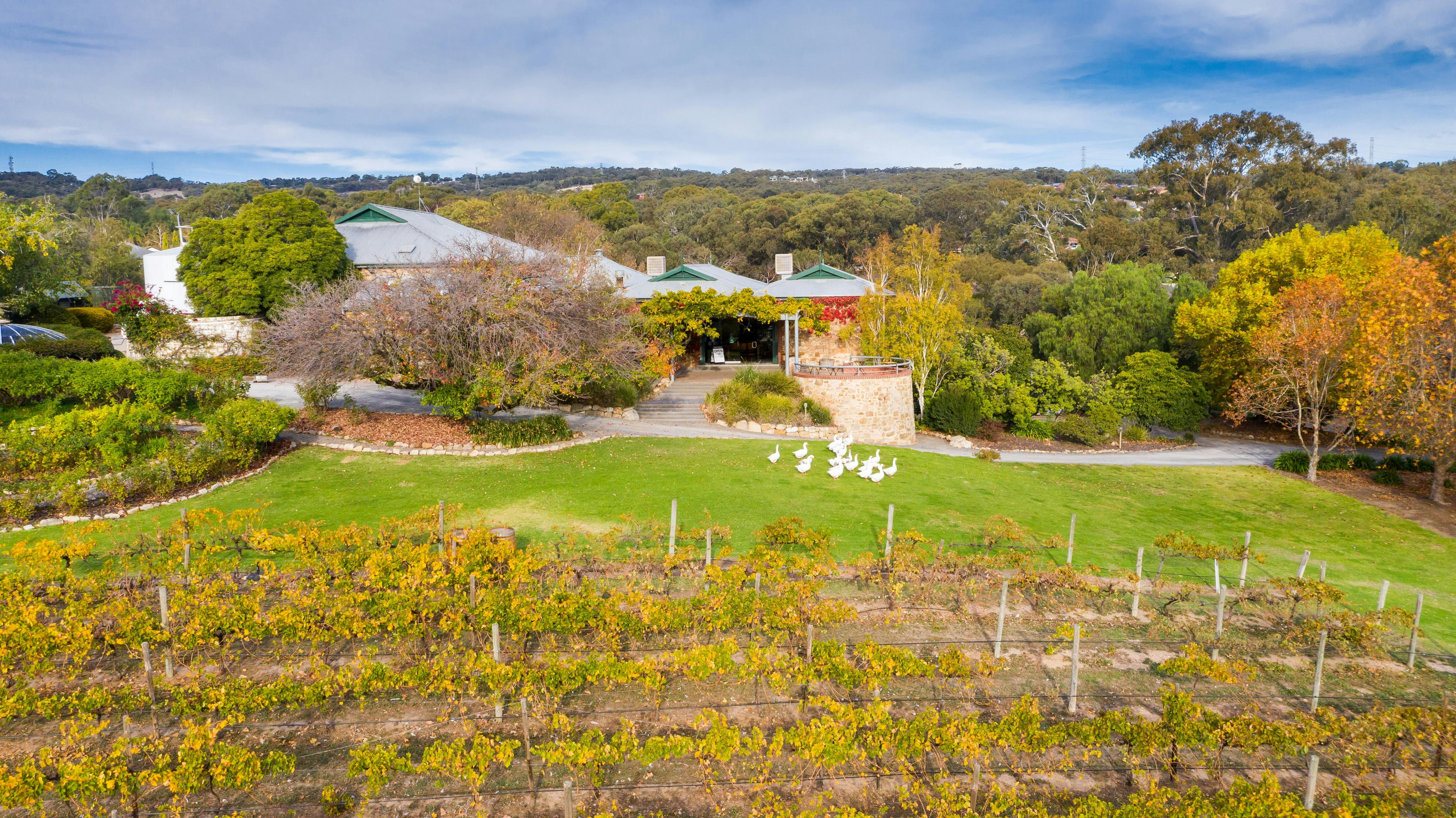 A cellar door in autumn with red and yellow trees and grapevines. Geese sitting on the lawn in front
