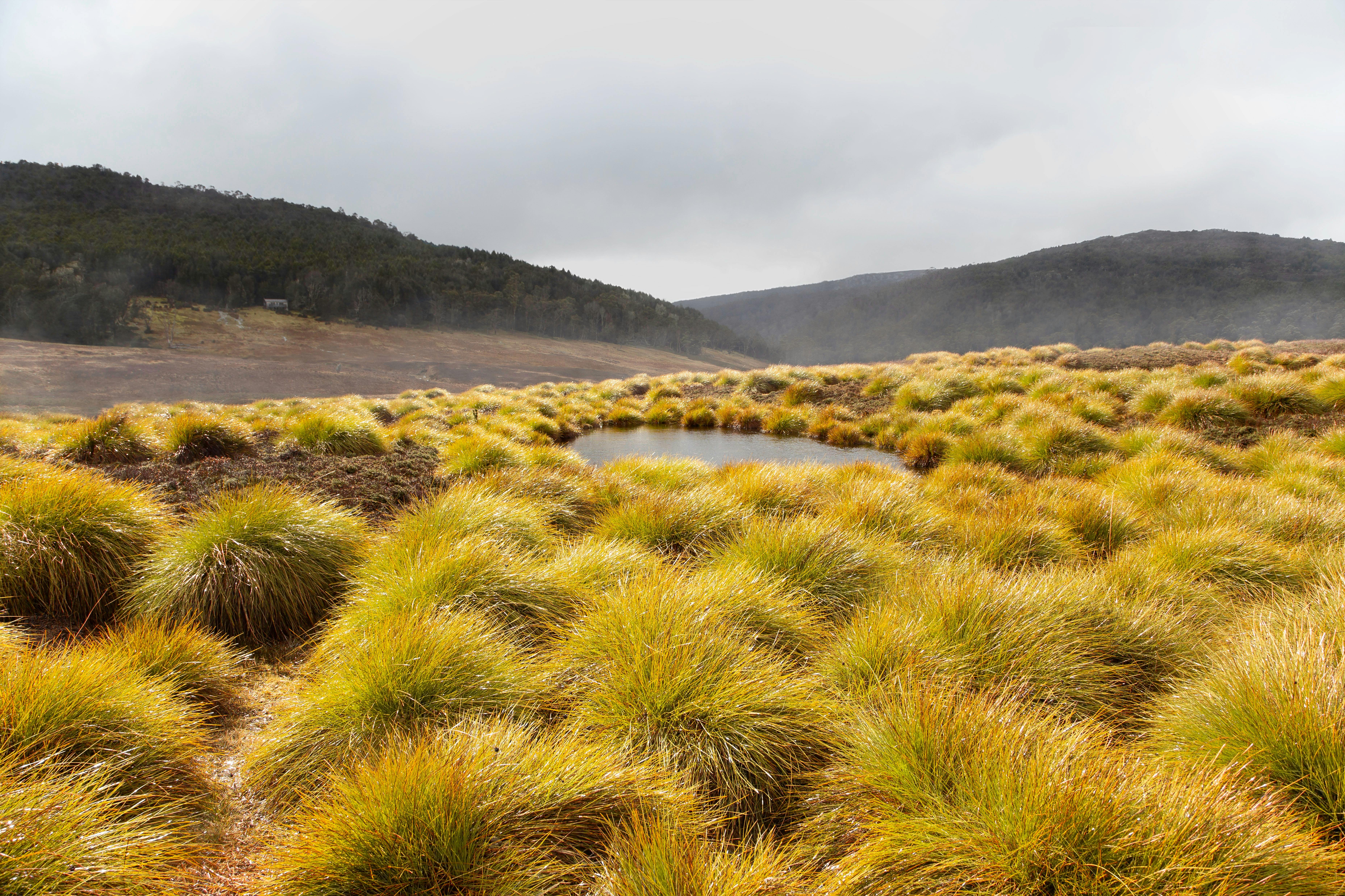 Yellow button grass surrounds a small lake while fog settles and mountains line the horizon