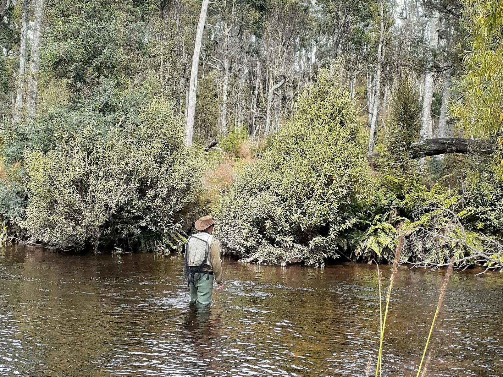Fly fishing stream - Tasmania