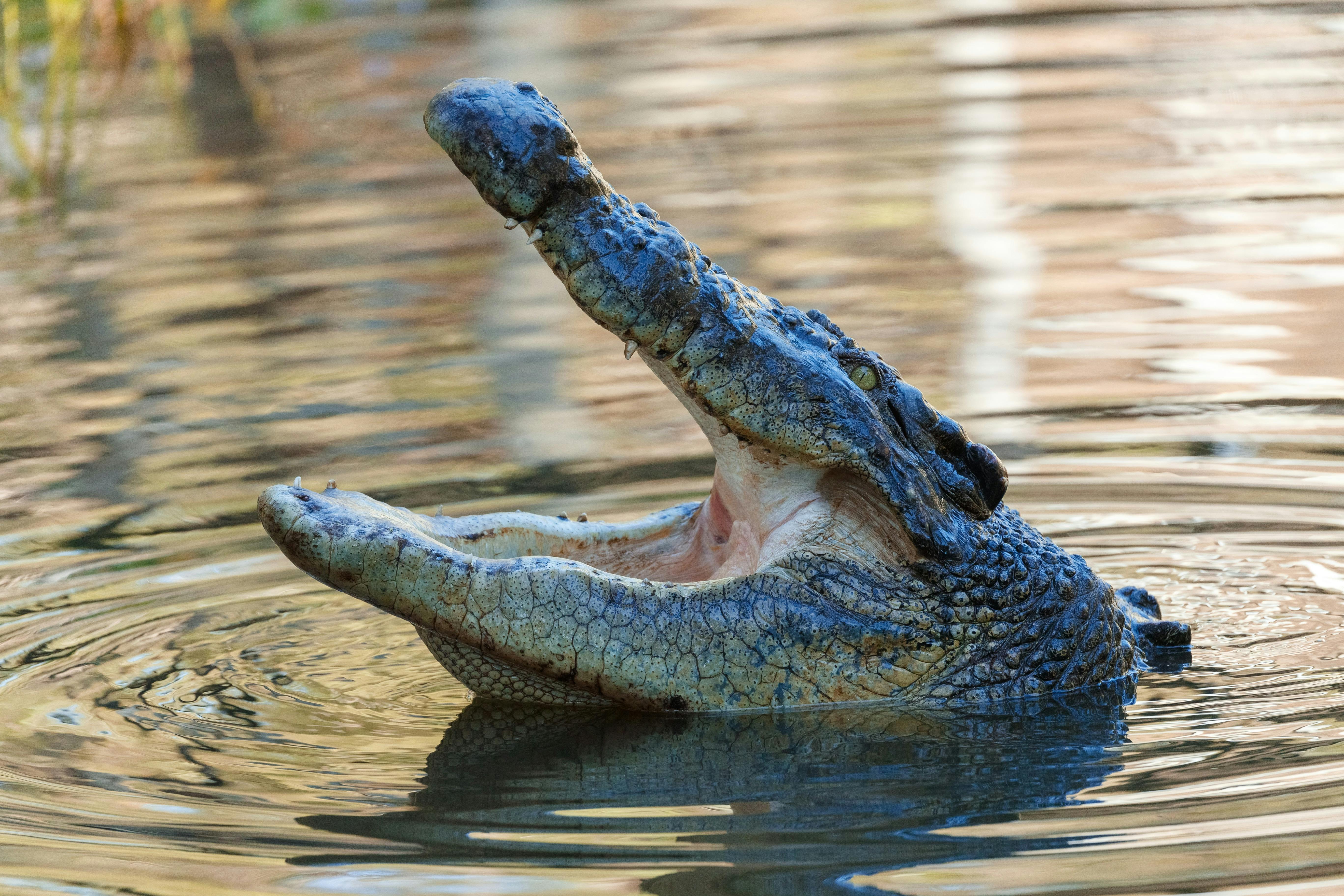 An estuarine crocodile, ready for its next meal.