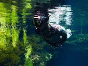 A snorkeller next to some underwater vegetation at Kilsby Sinkhole