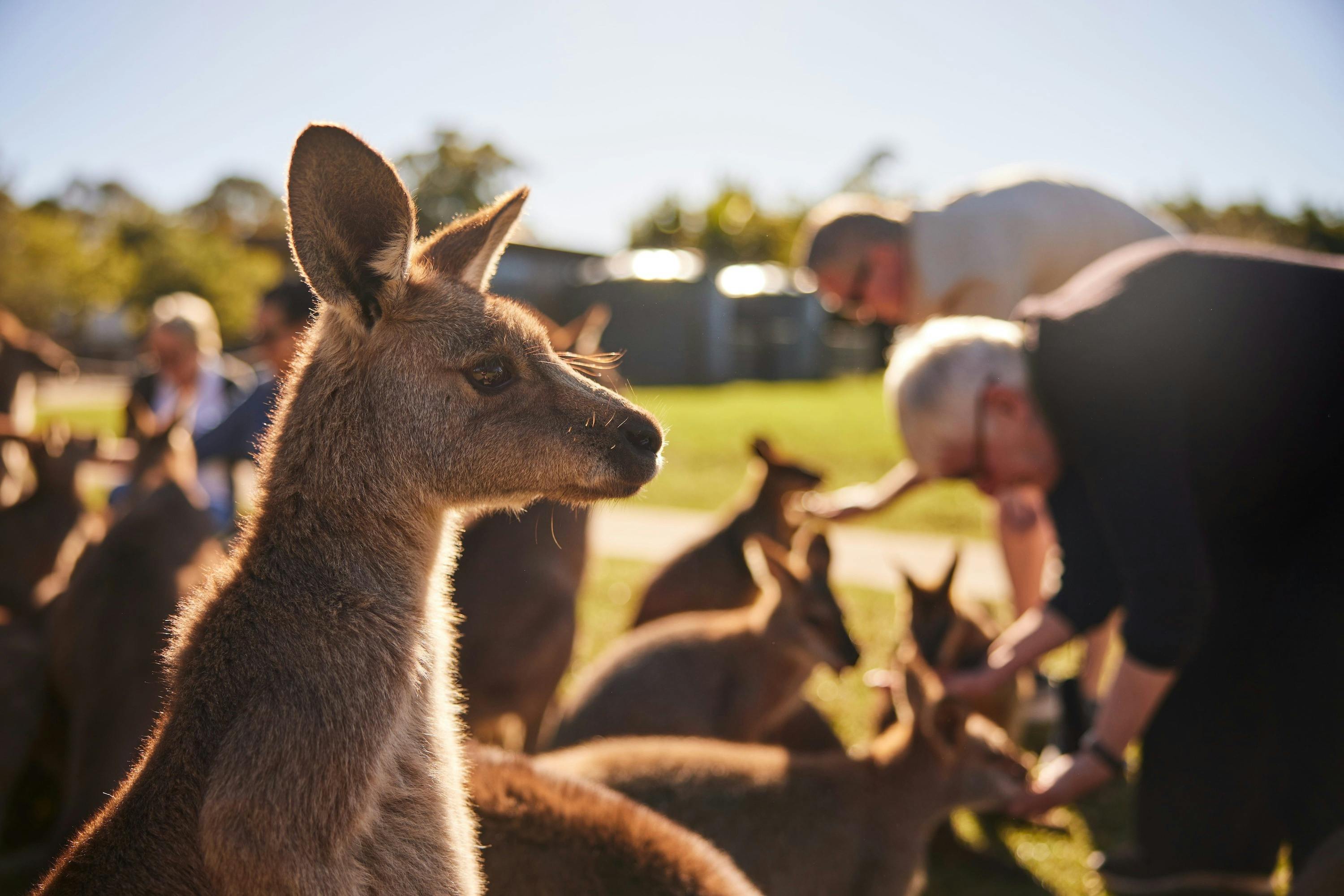 Hand feed Kangaroos at an Aussie wildlife sanctuary