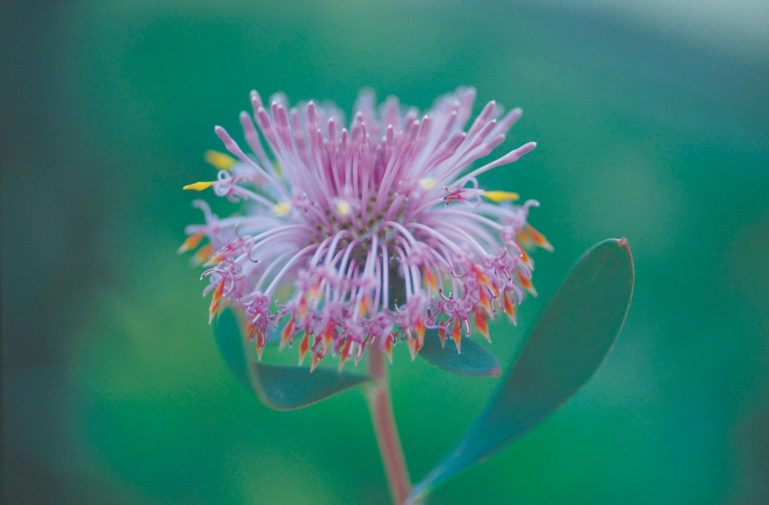 Esperance Wildflower Trail, Boyagin Rock, Western Australia