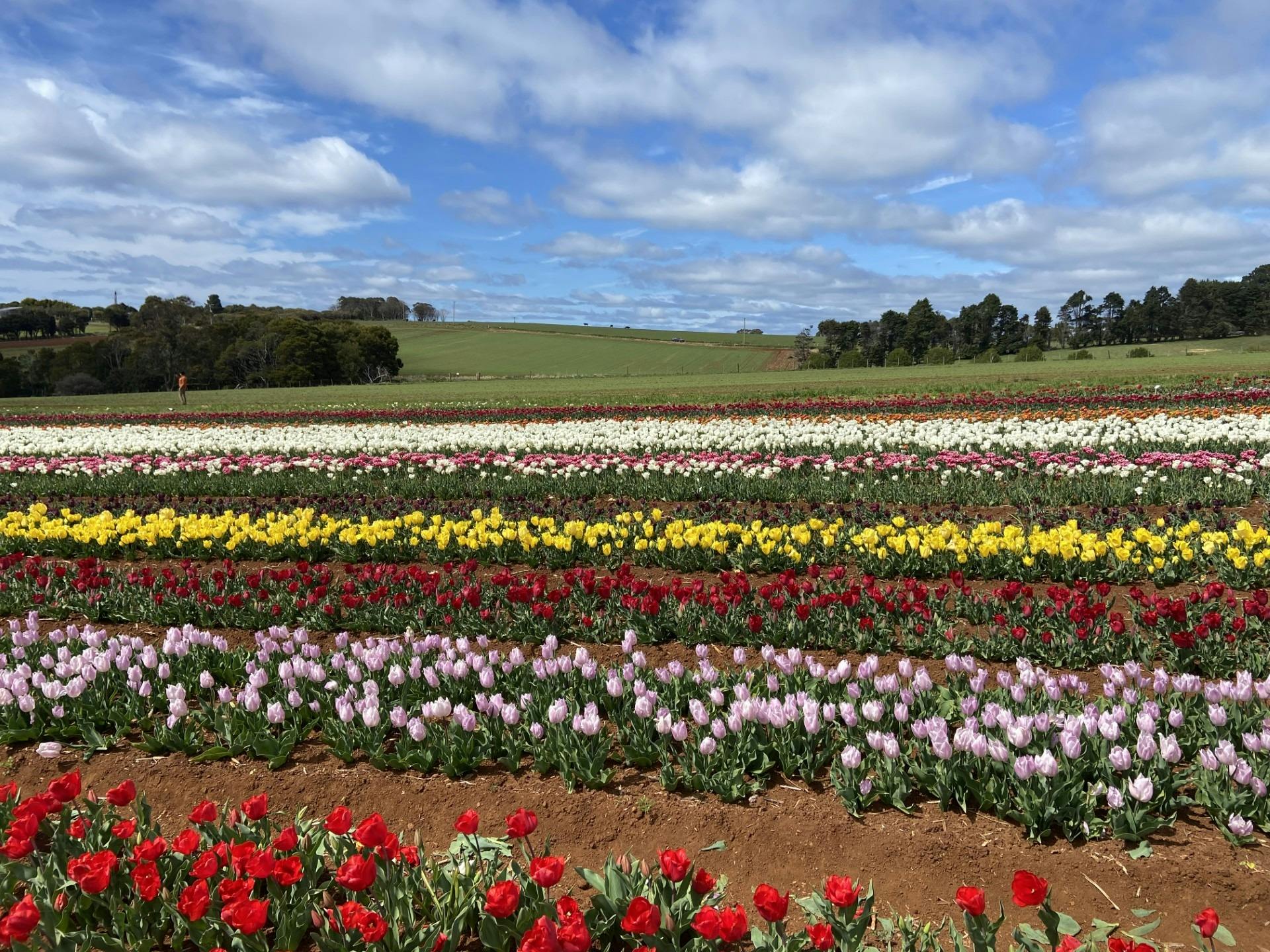 Tulips Table Cape