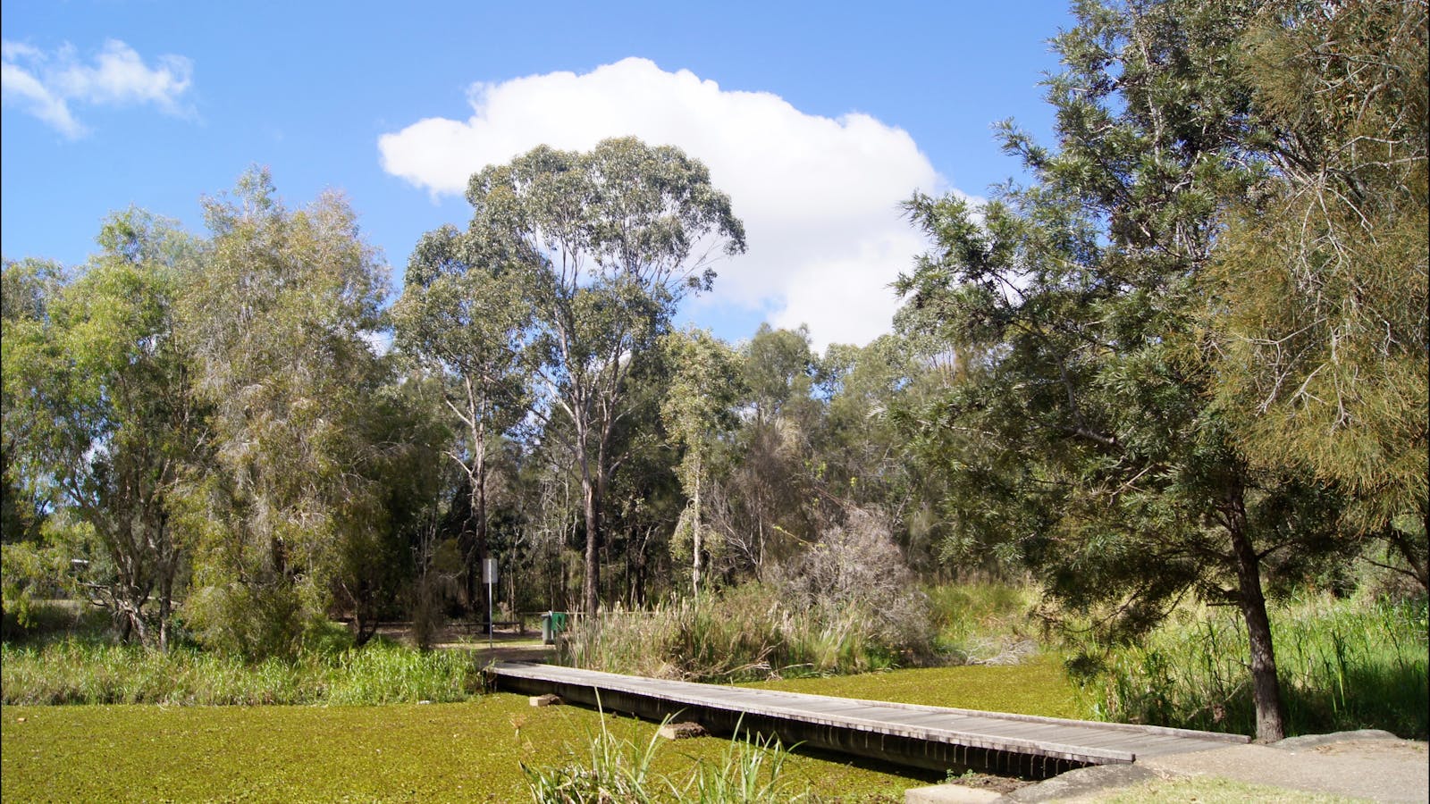 Birds of Bundaberg