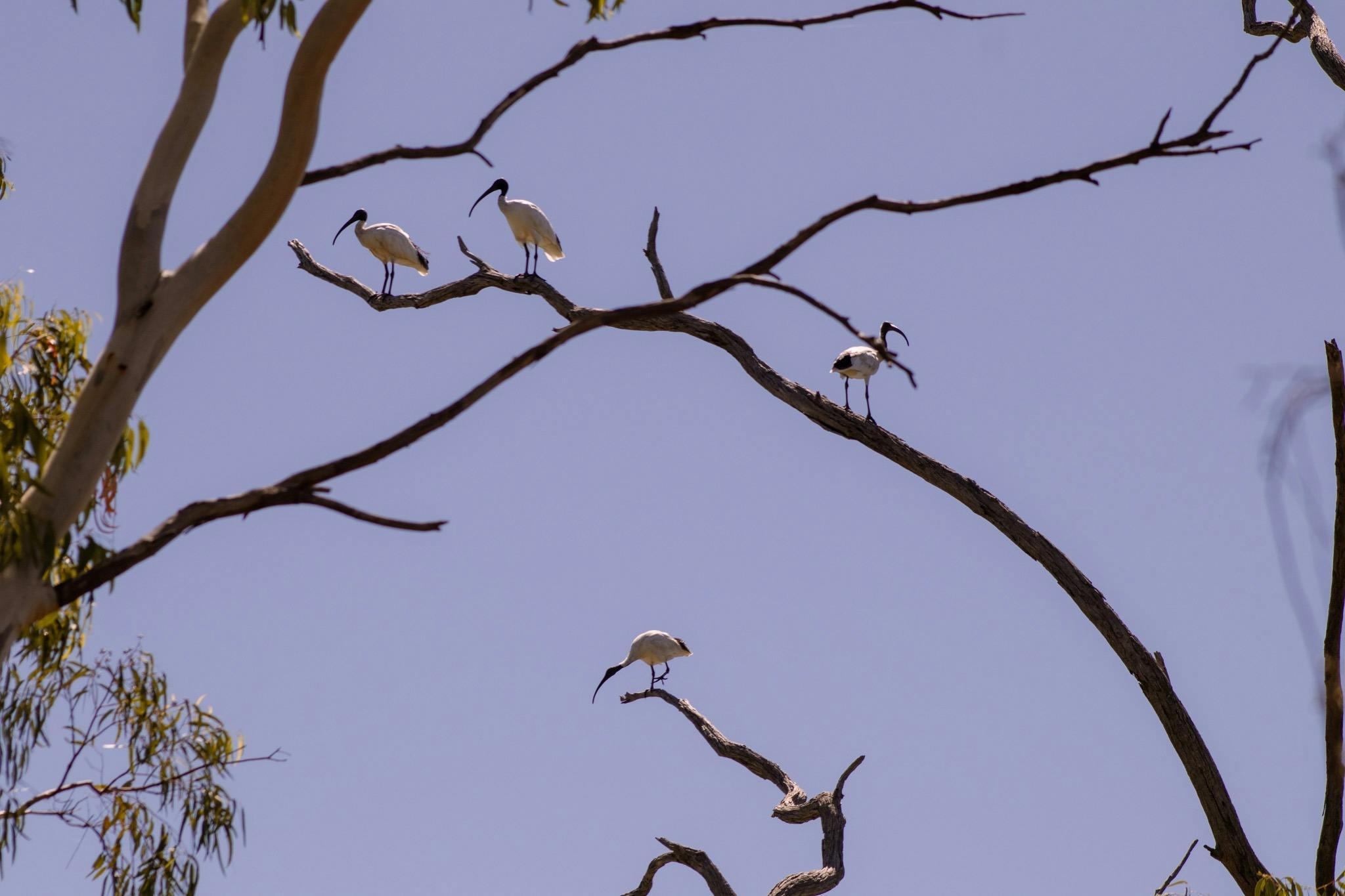 Four white ibis perched on river red gum branches against a clear blue sky.
