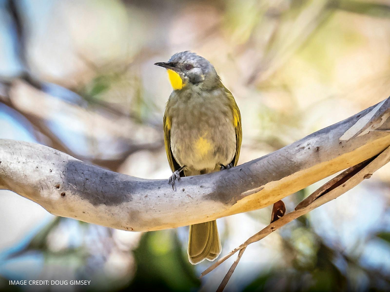 An image of a bird within The Quion