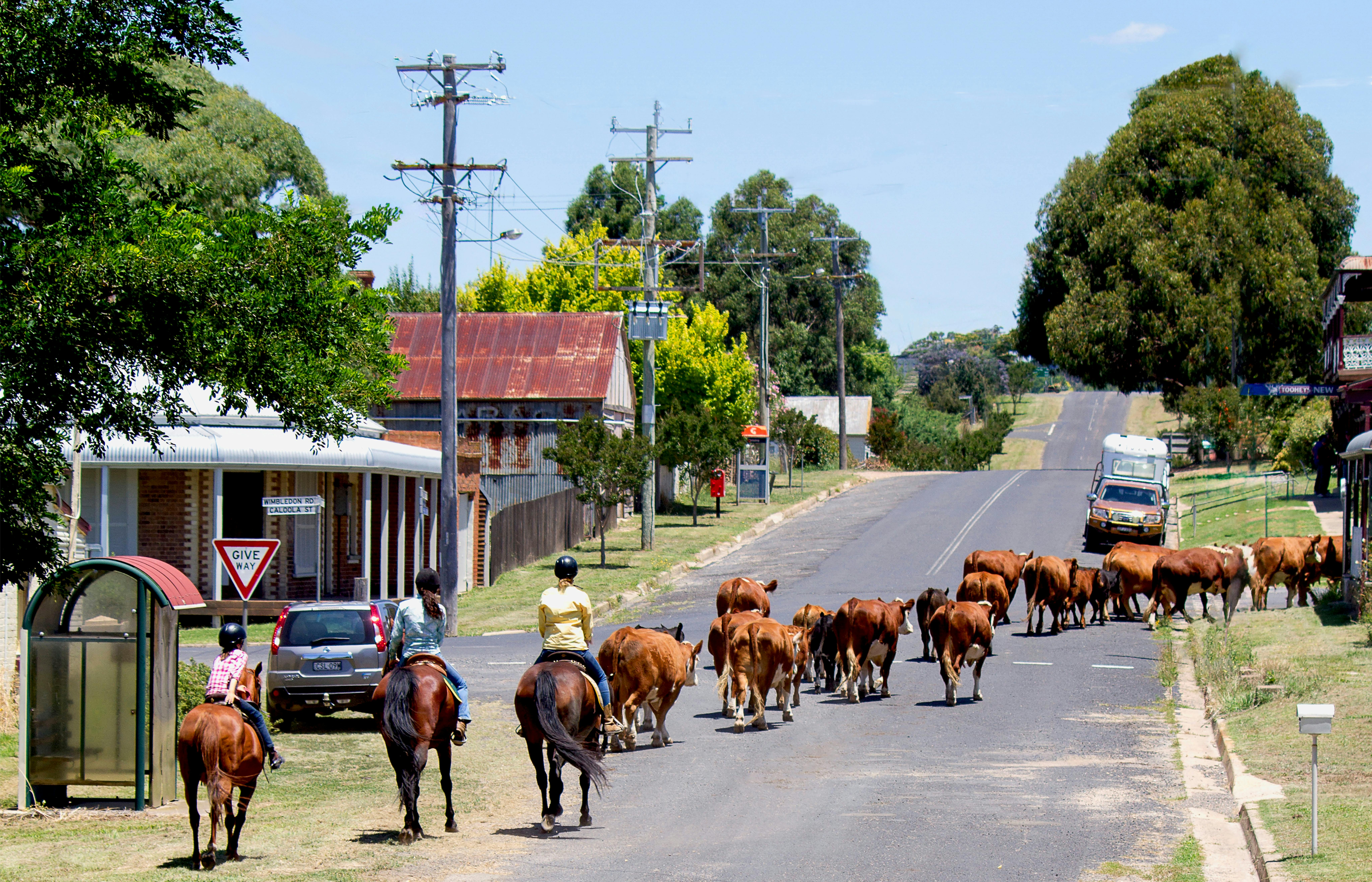 Stockmen on horses at the rear of a line of red cattle walking along a village street