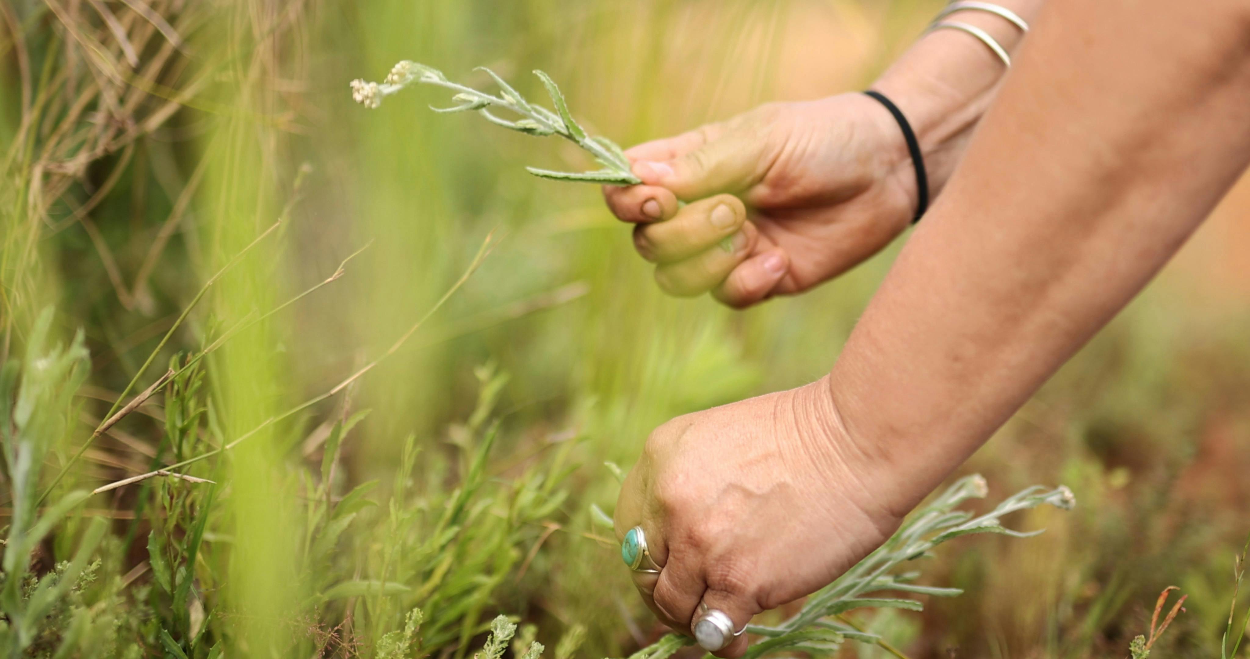 Forage for seasonal bushfoods and learn about medicine plants.