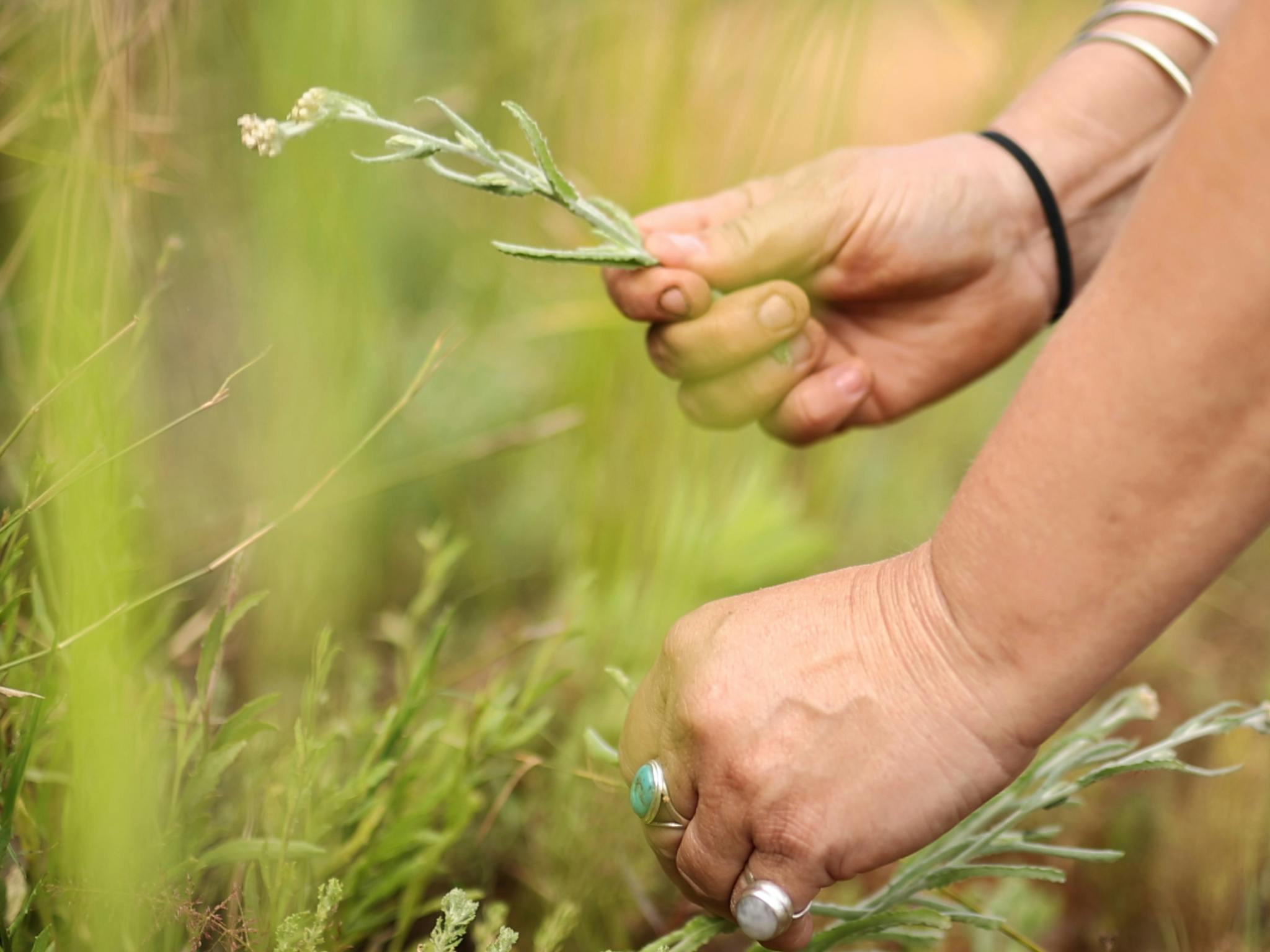 Forage for seasonal bushfoods and learn about medicine plants.