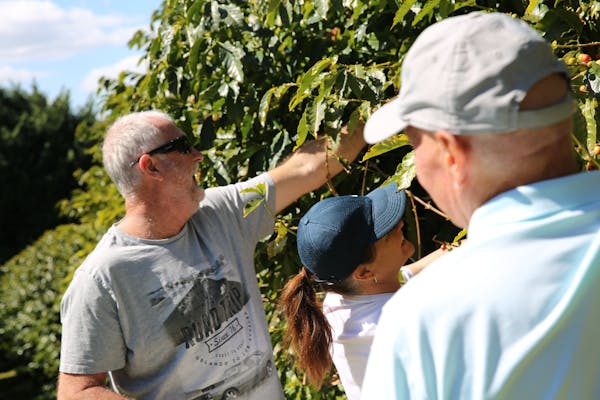 Tamborine Mountain Coffee Plantation