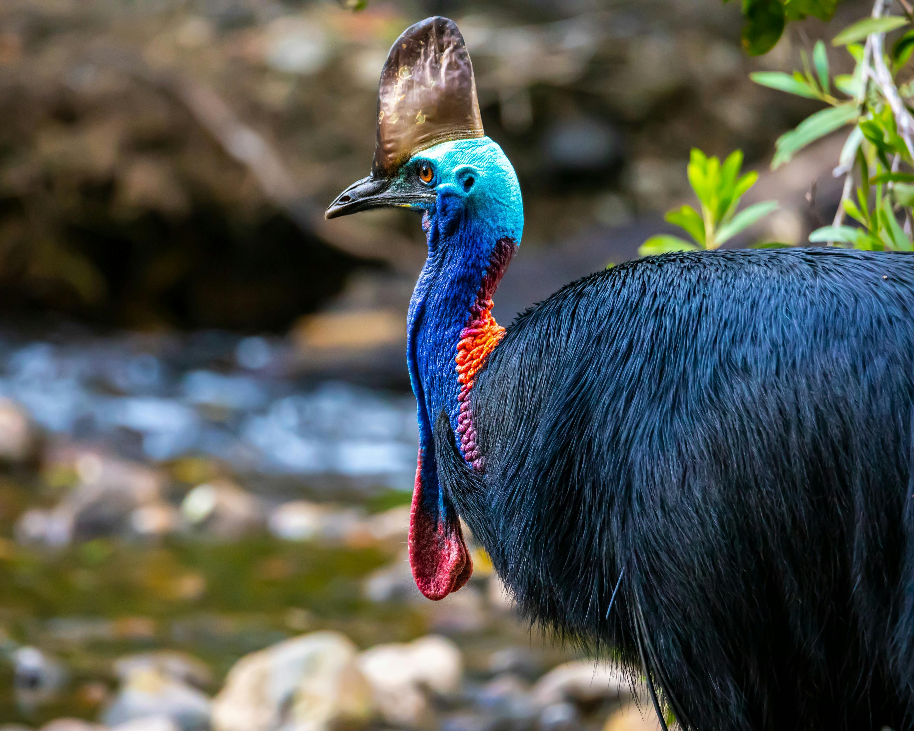 Kurranji in Kuku Ylanji the Cassowary