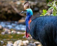 Kurranji in Kuku Ylanji the Cassowary