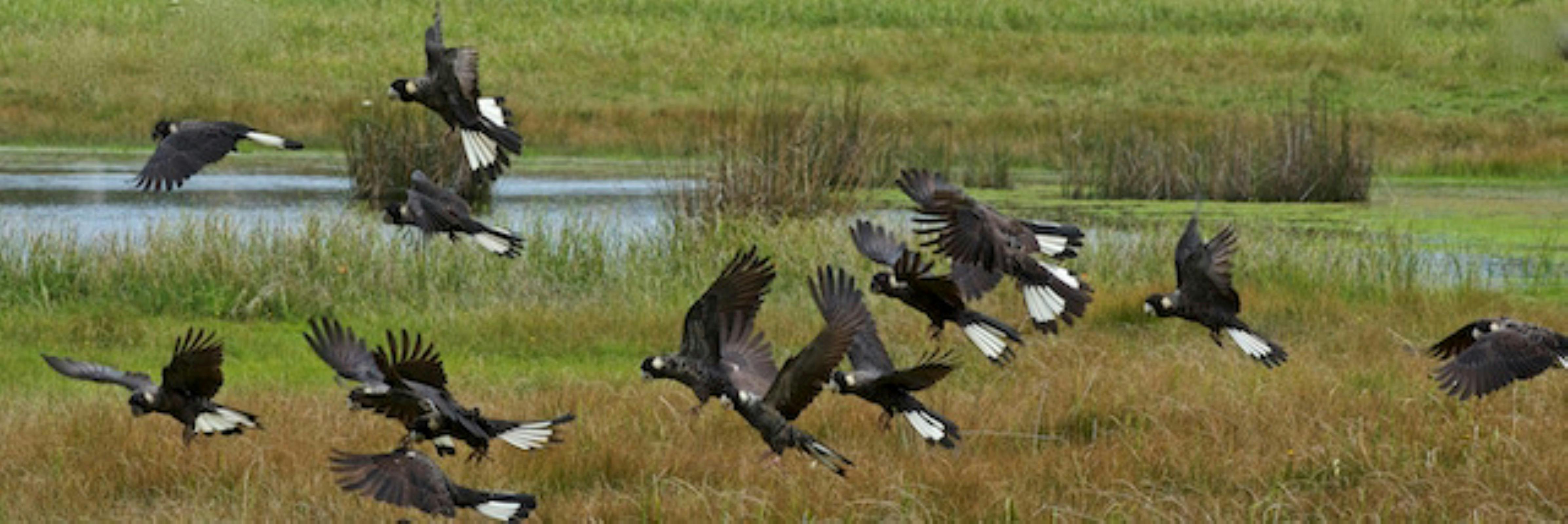 Flock of White tail Black cockatoos endemic to Western Australia