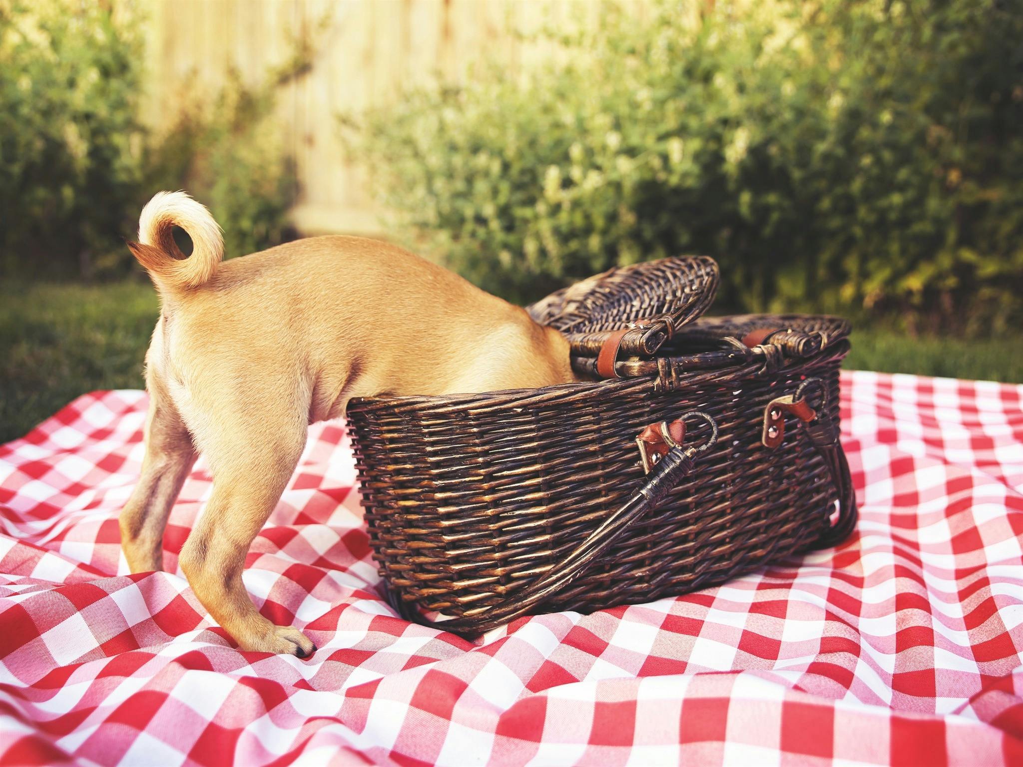 Gourmet Pawprints - Dog Friendly Tours