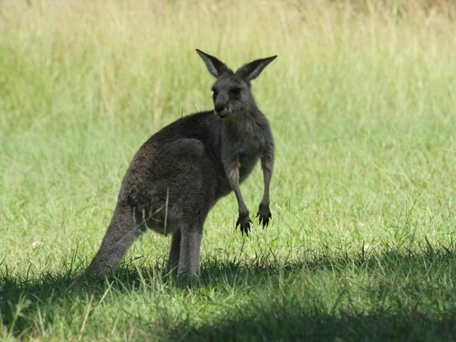 Capture amazing moments with kangaroos at Featherdale Wildlife Park.