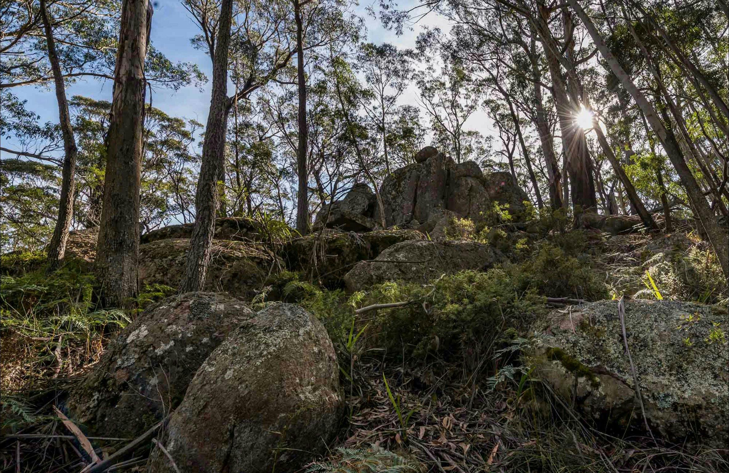 Pheasants Peak walking track, South East Forests National Park. Photo: John Spencer
