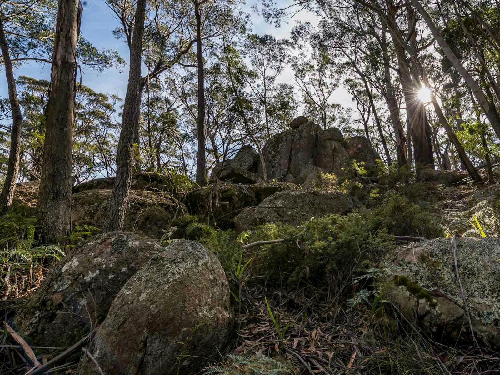 Pheasants Peak walking track, South East Forests National Park. Photo: John Spencer