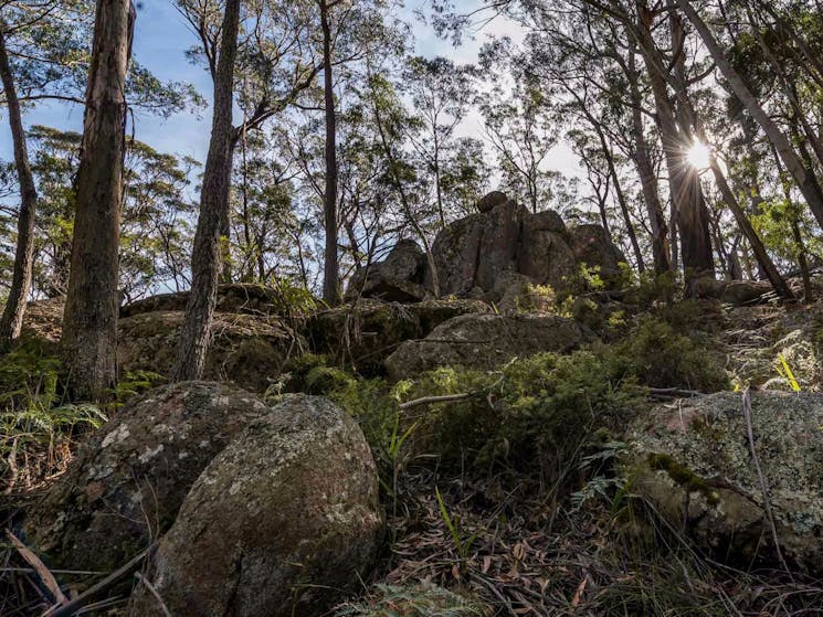 Pheasants Peak walking track, South East Forests National Park. Photo: John Spencer