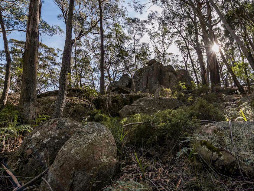 Pheasants Peak Walking Track