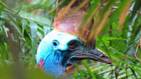 The rare Southern Cassowary in the wild
