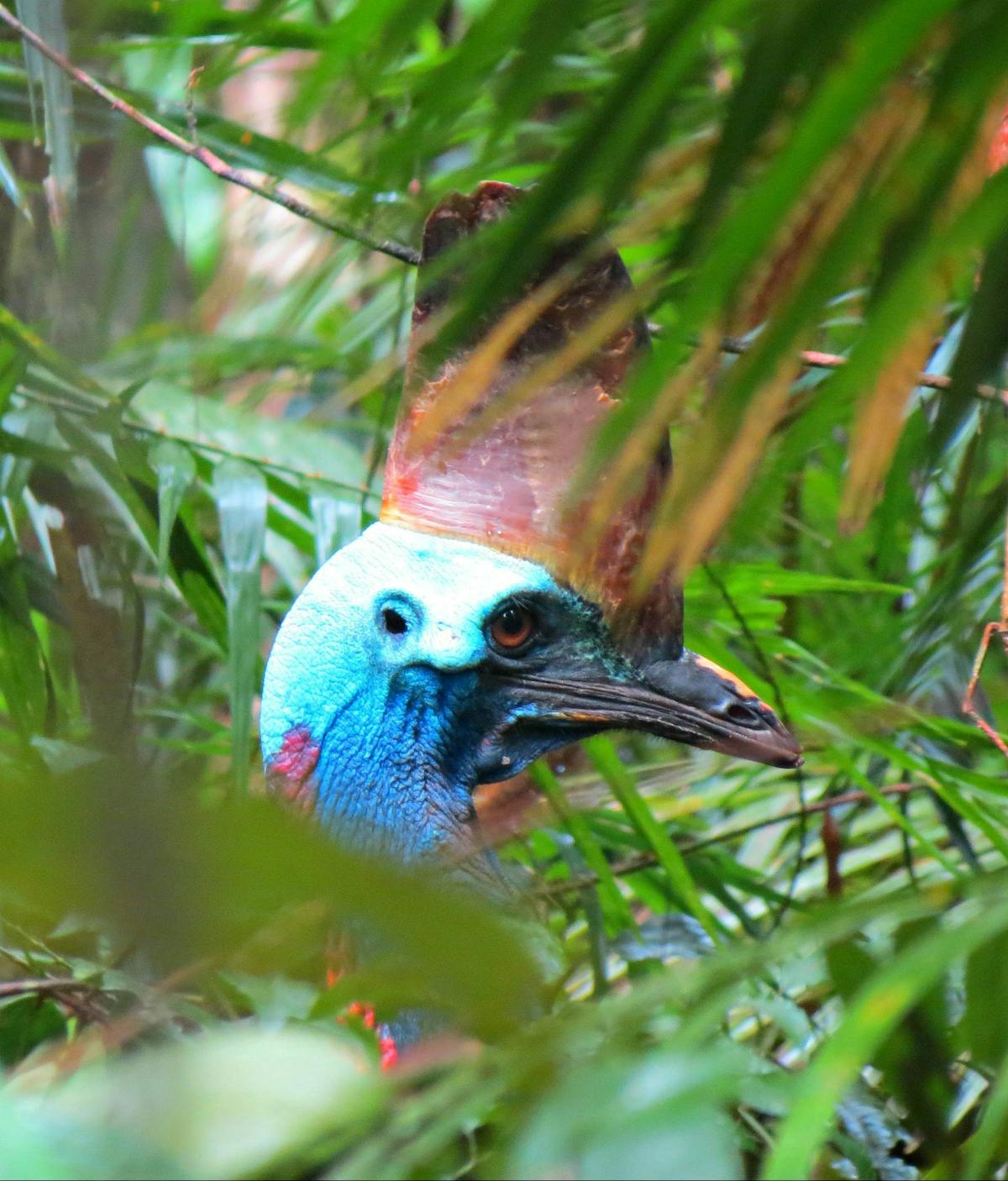 The rare Southern Cassowary in the wild