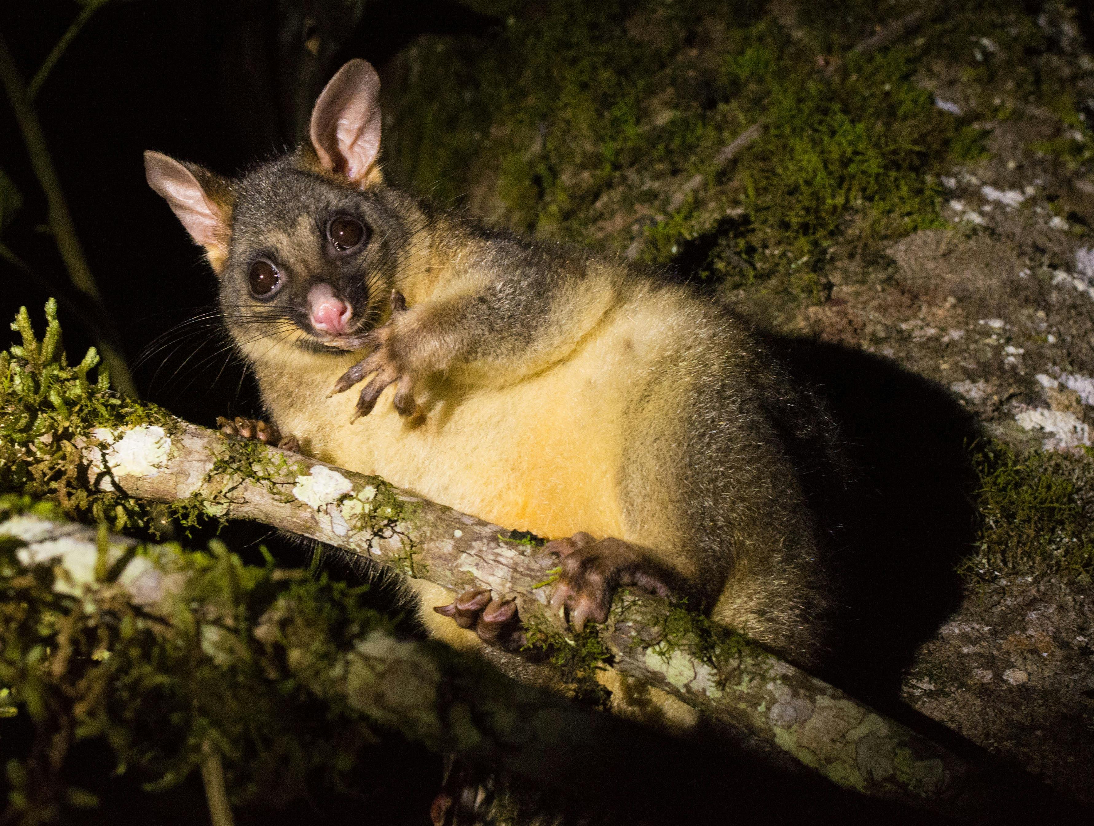 Brush-tail Possum
