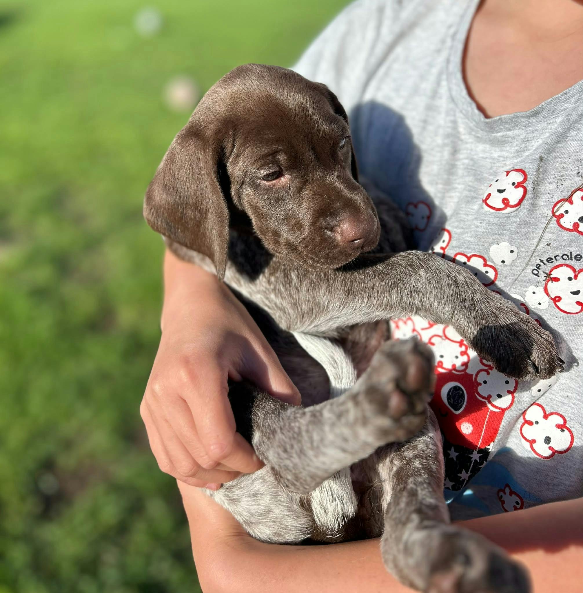 Geelong German Shorthaired Pointer Puppy Yoga Class