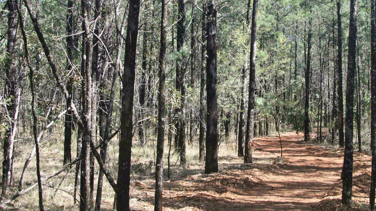 Yana-y Warruwi Walking Track