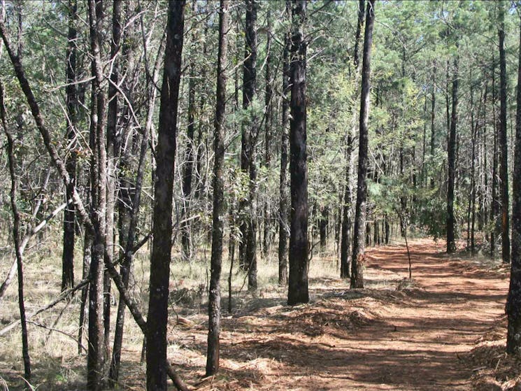 Yana-y Warruwi walking track, Terry Hie Hie Aboriginal Area. Photo: Matthew Bester