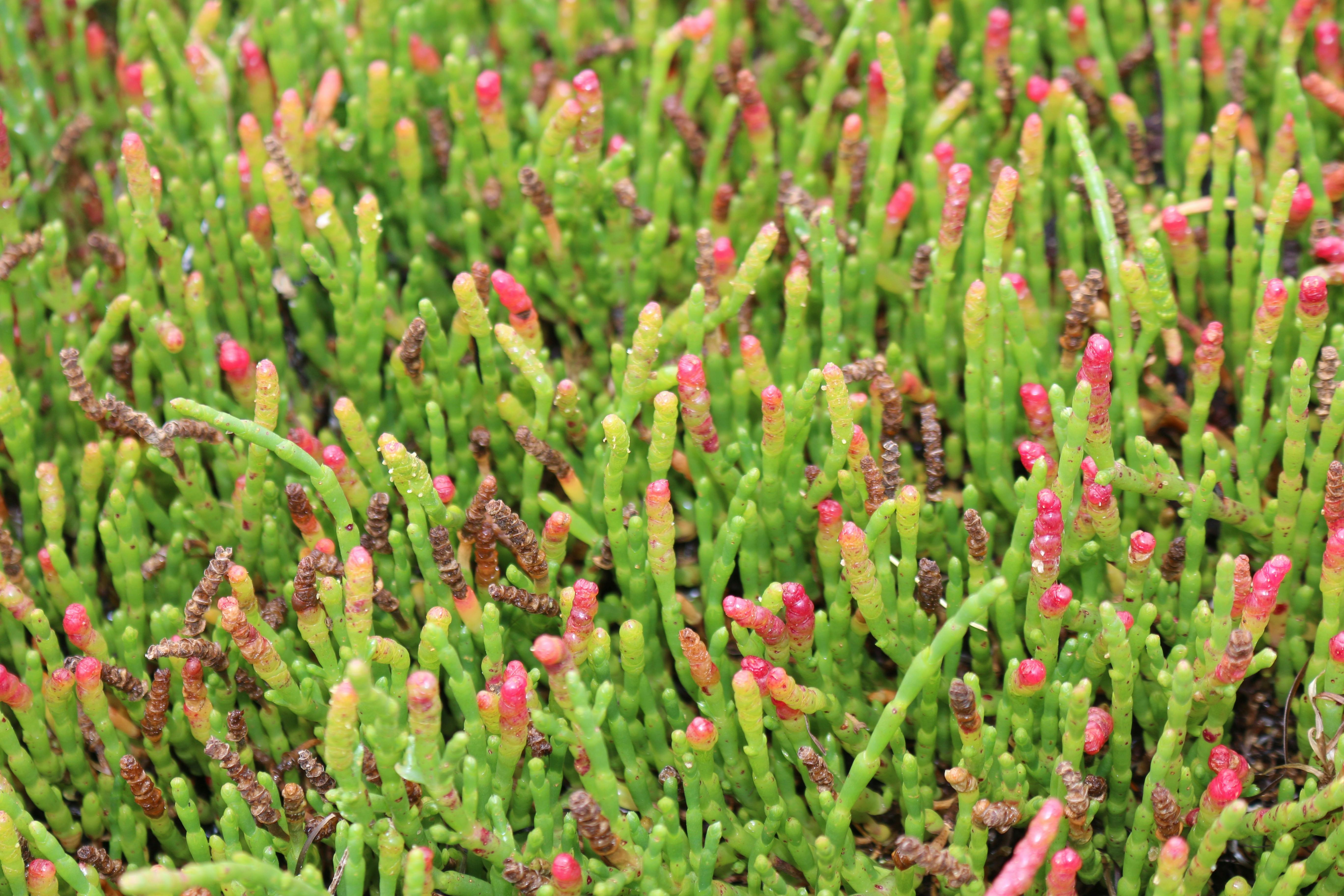 Local Samphire or Sea Asparagus