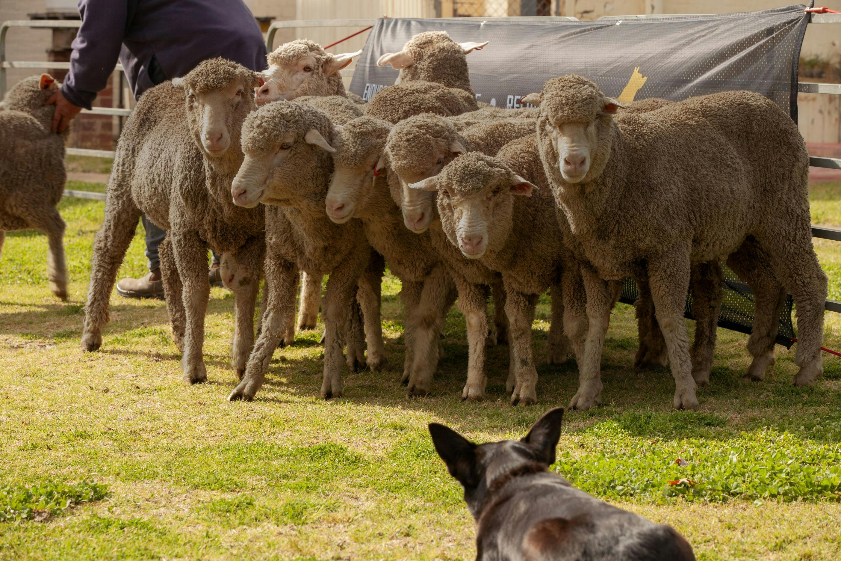Kelpie herding a small group of sheep