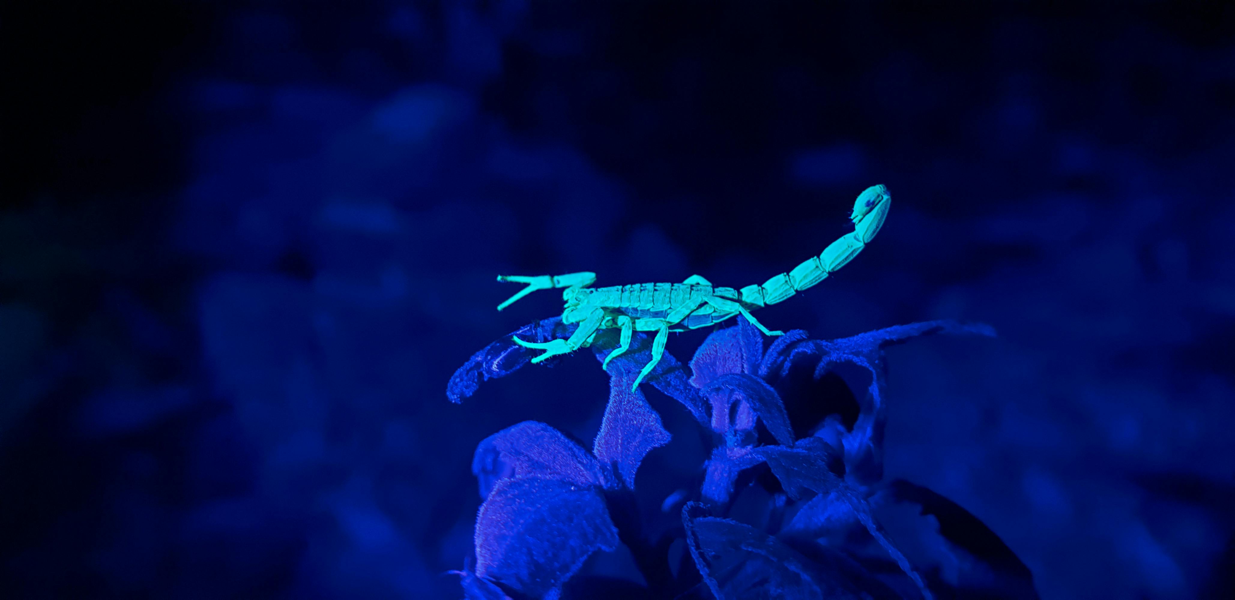 A native scorpion appears to glow in the dark as it fluoresces under UV light at Carnarvon Gorge.