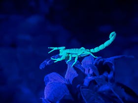 A native scorpion appears to glow in the dark as it fluoresces under UV light at Carnarvon Gorge.