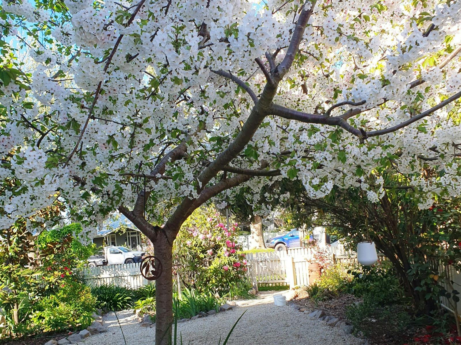 mature walnut tree in flower
