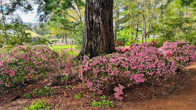Japanese kurume azaleas under Californian Redwood