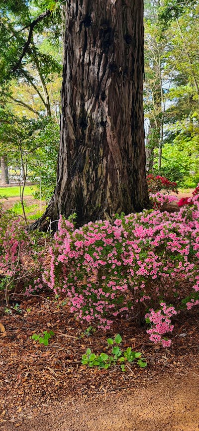 Japanese kurume azaleas under Californian Redwood