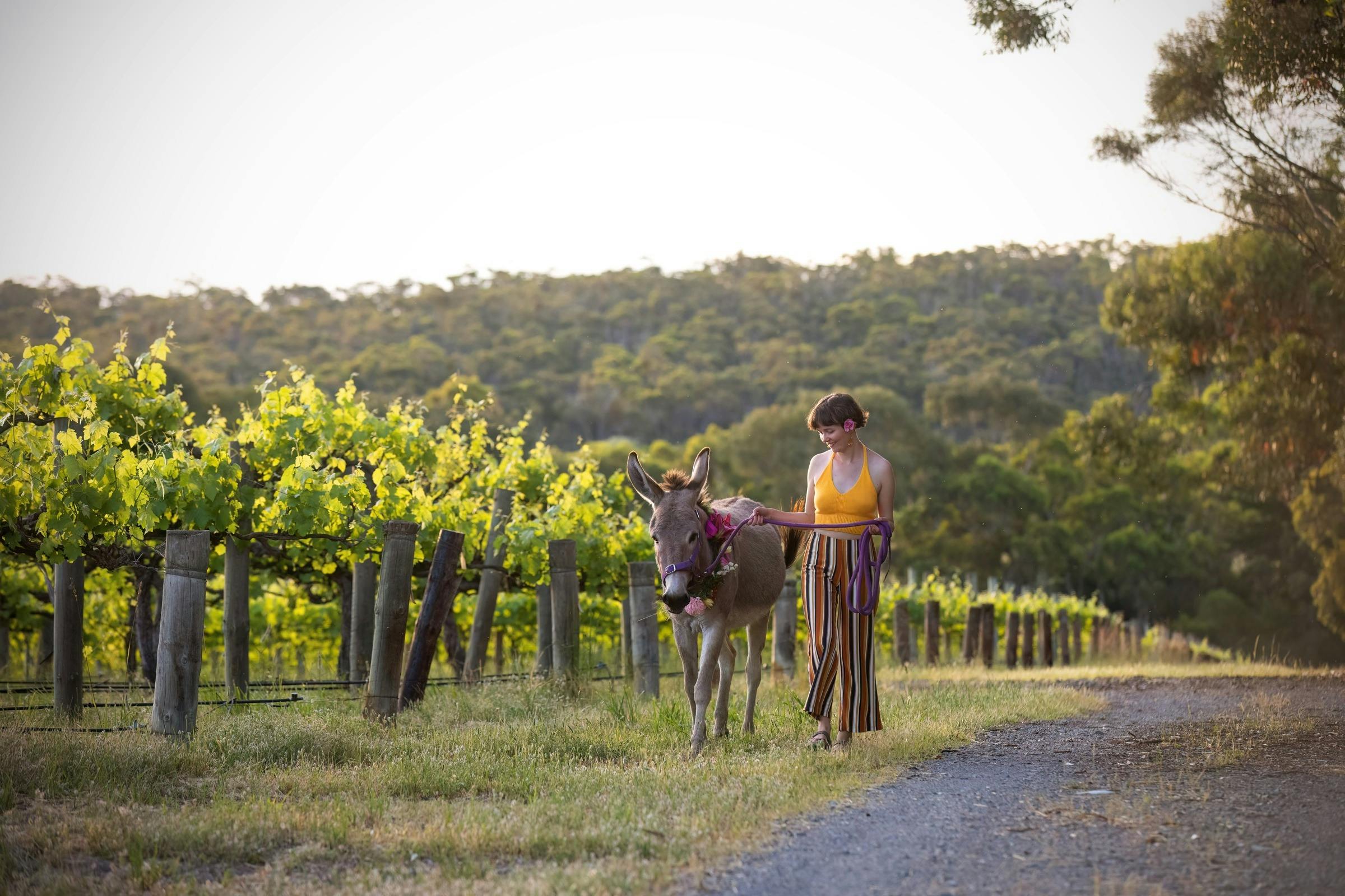 Girl walking with a donkey wearing a flower necklace in a vineyard