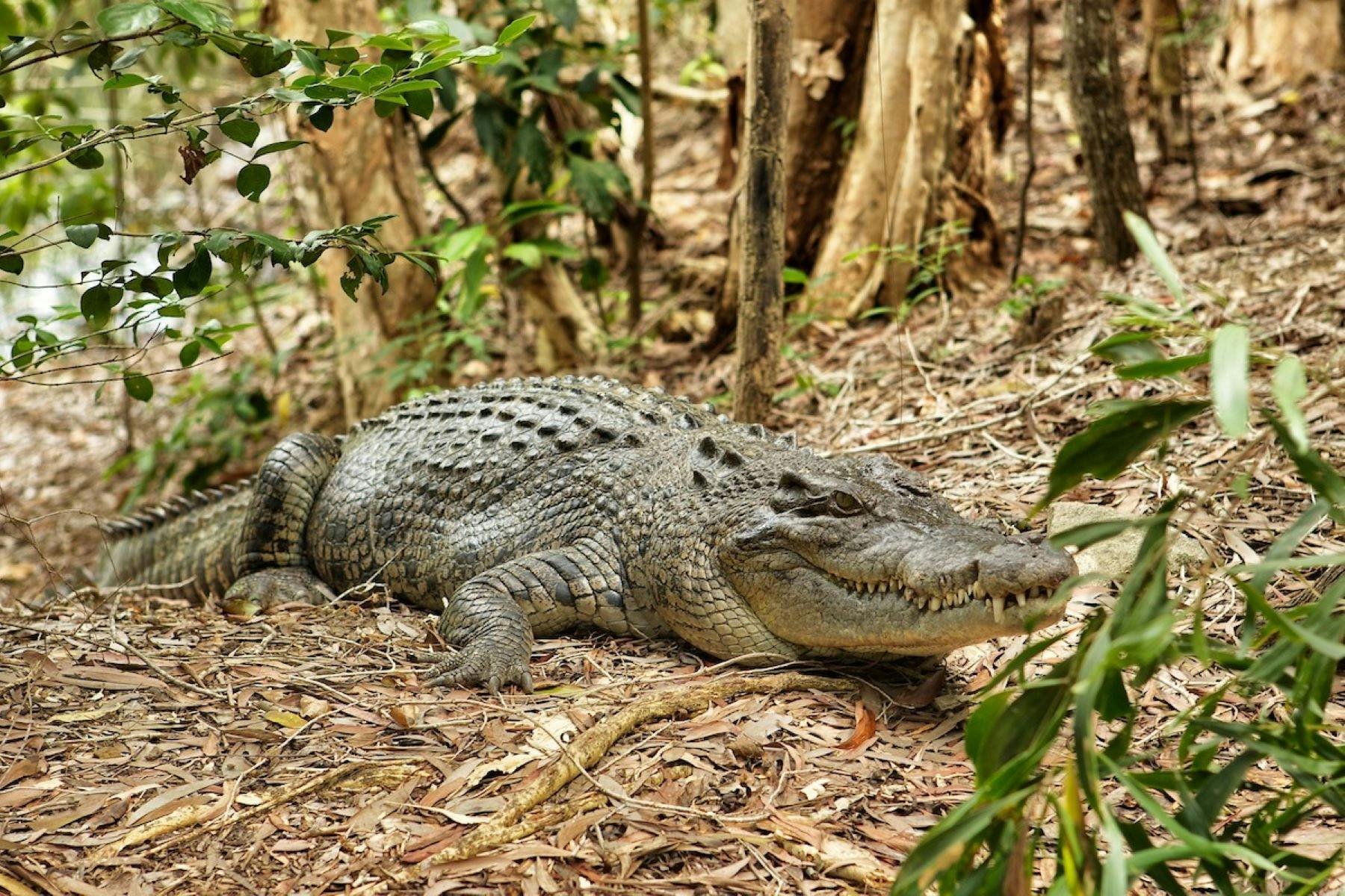 Saltwater Croc at Hartley's