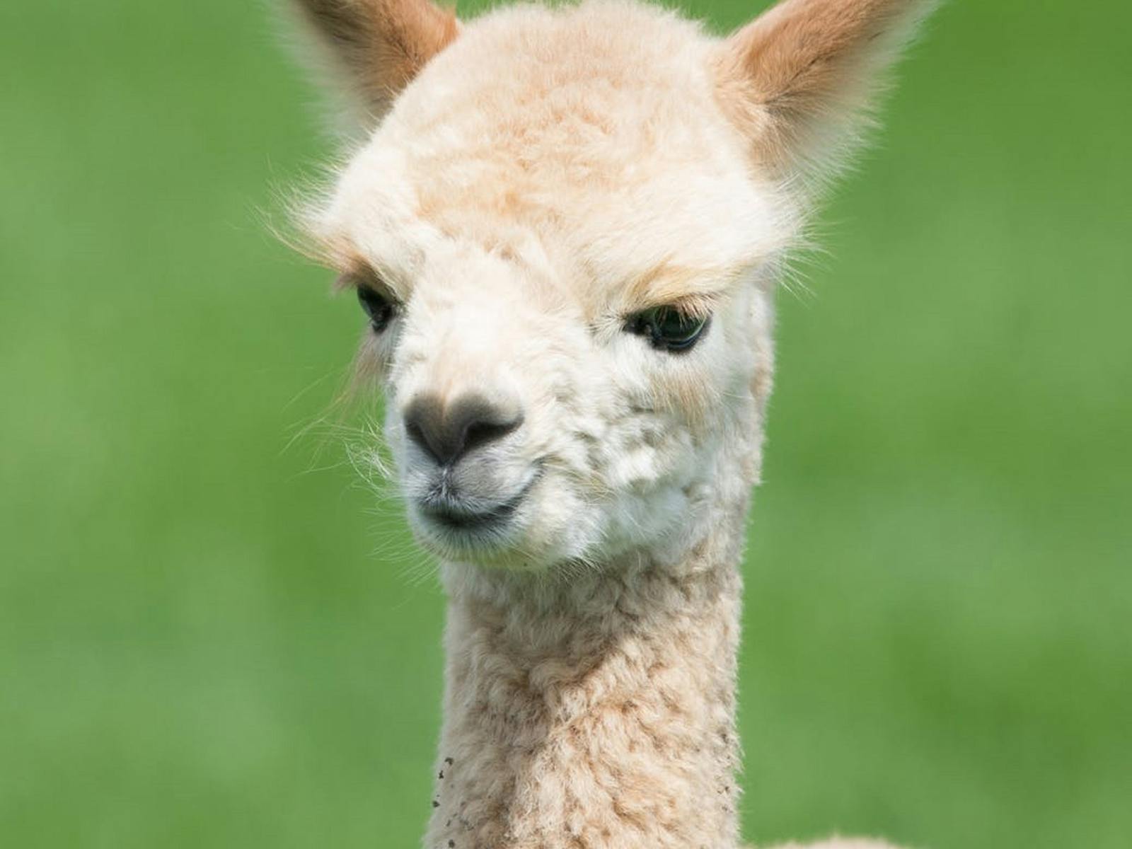 Image for Llama Llaunch Llunch